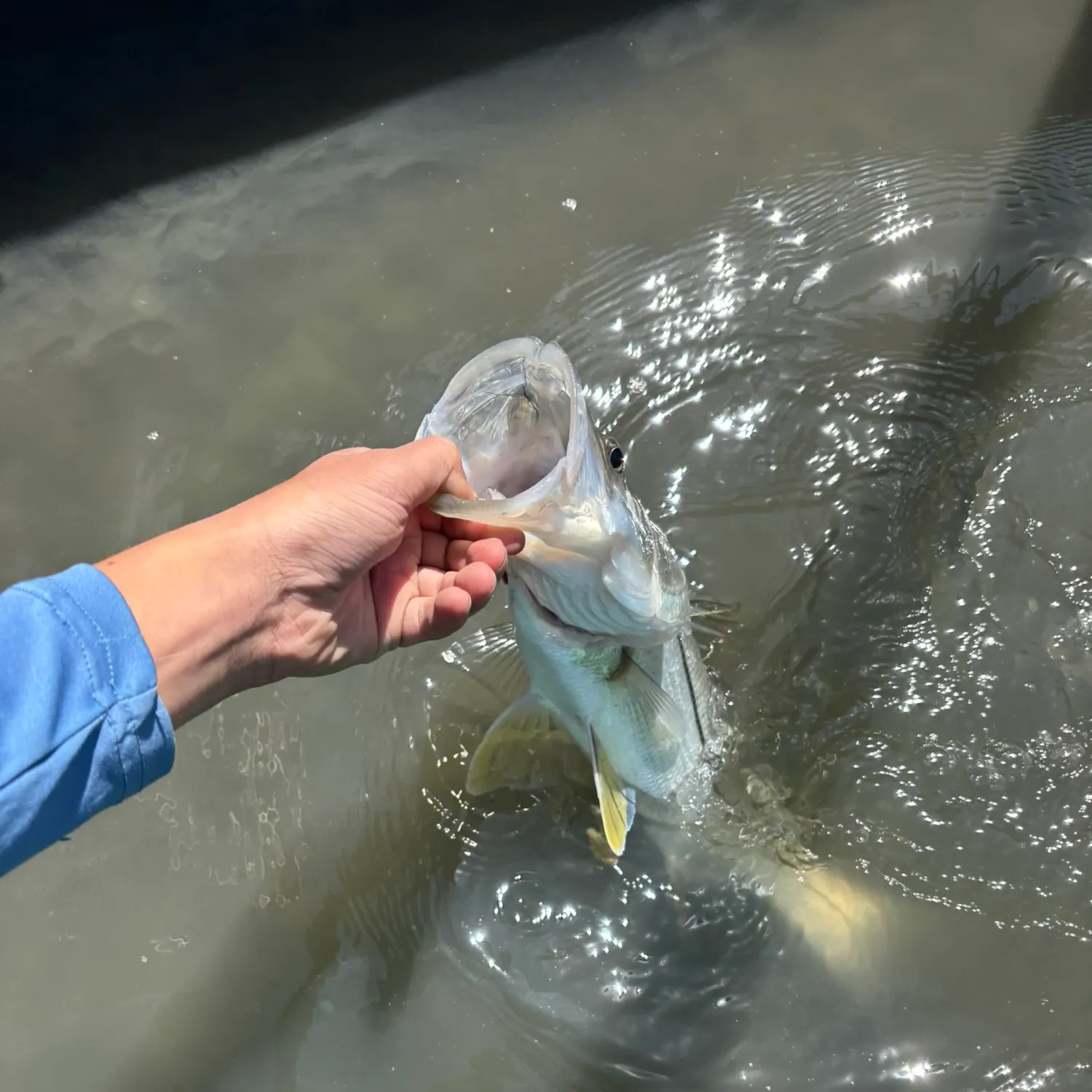 The most recent Sand seatrout catches on Fishbrain