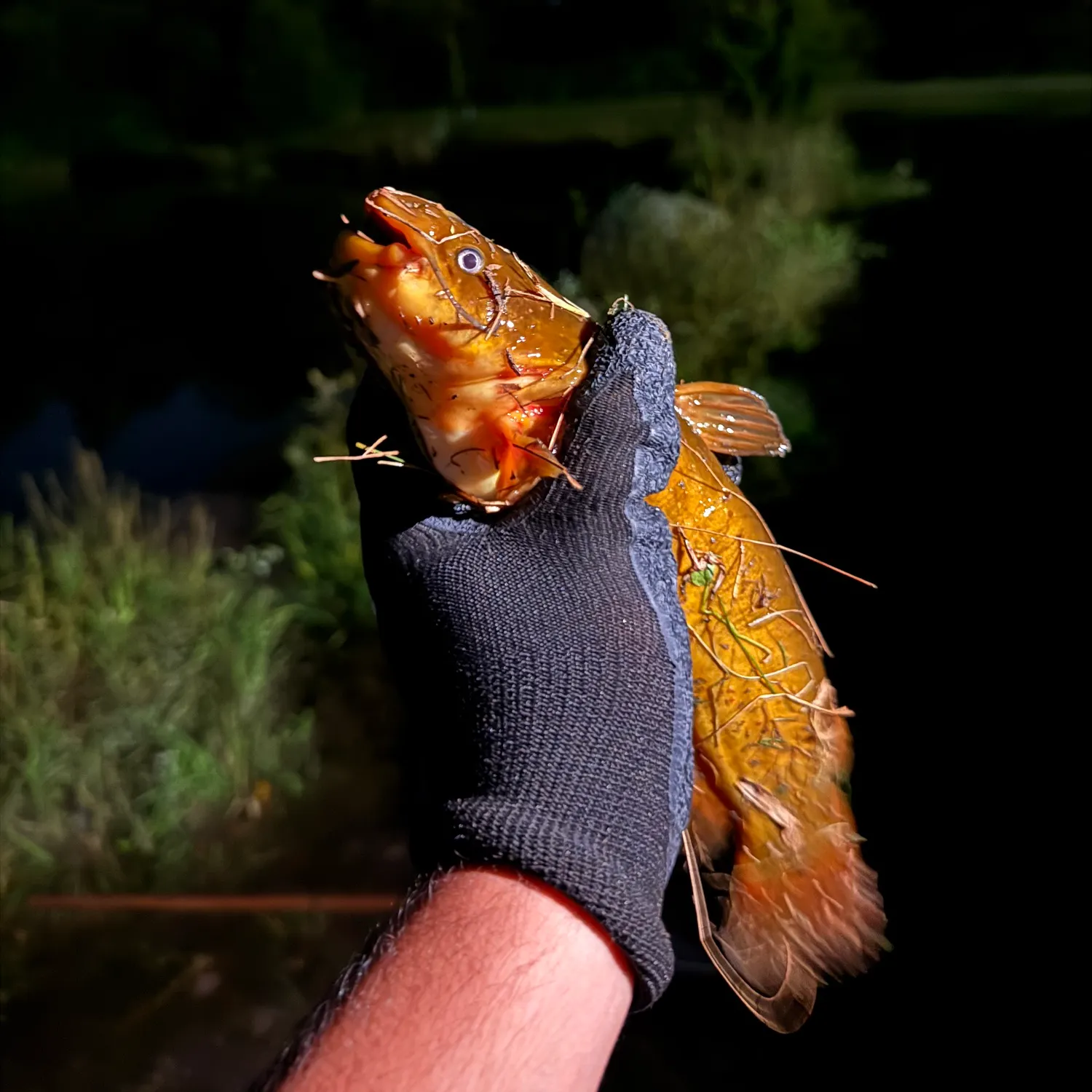 Yellow bullhead caught on Fishbrain