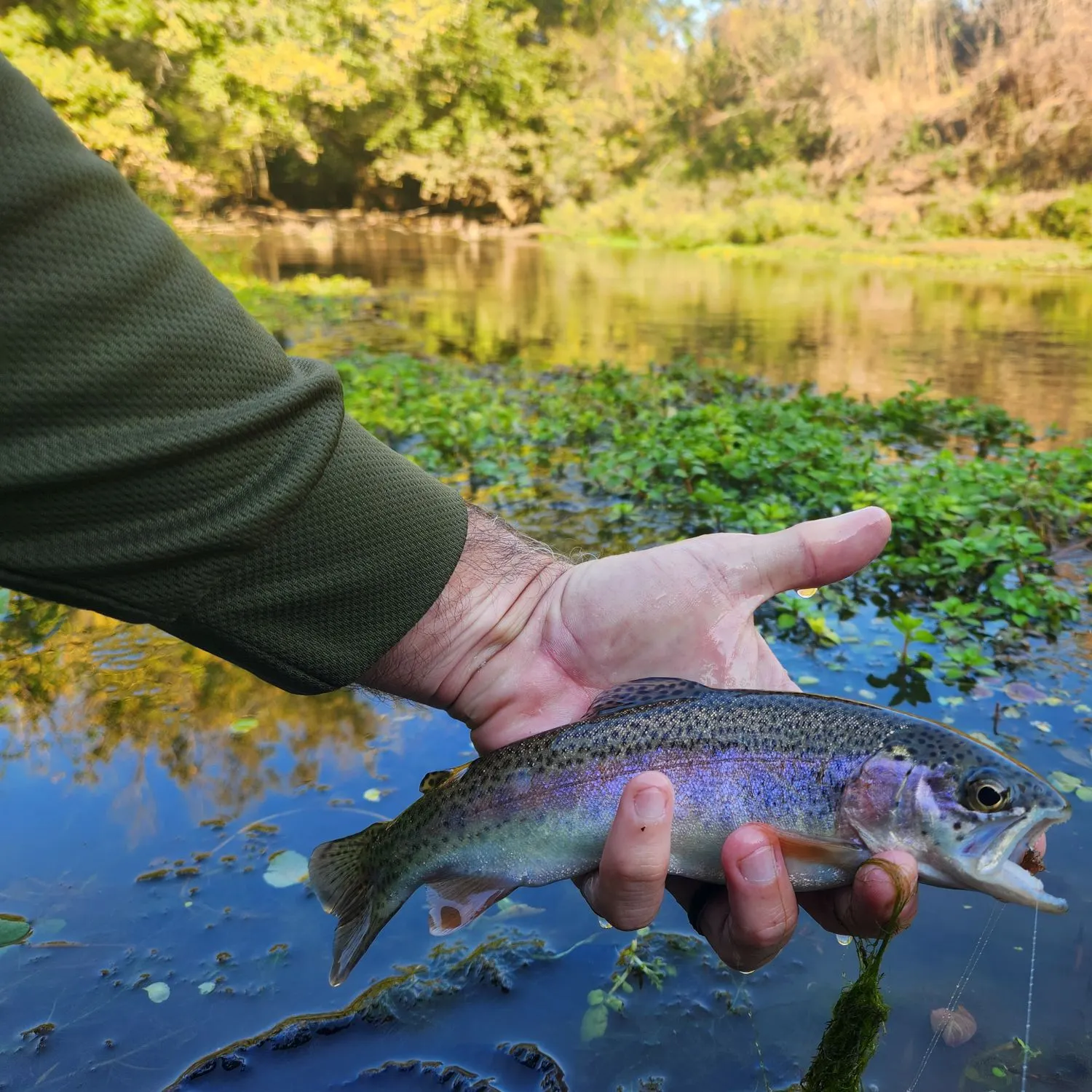 Rainbow trout caught on Fishbrain