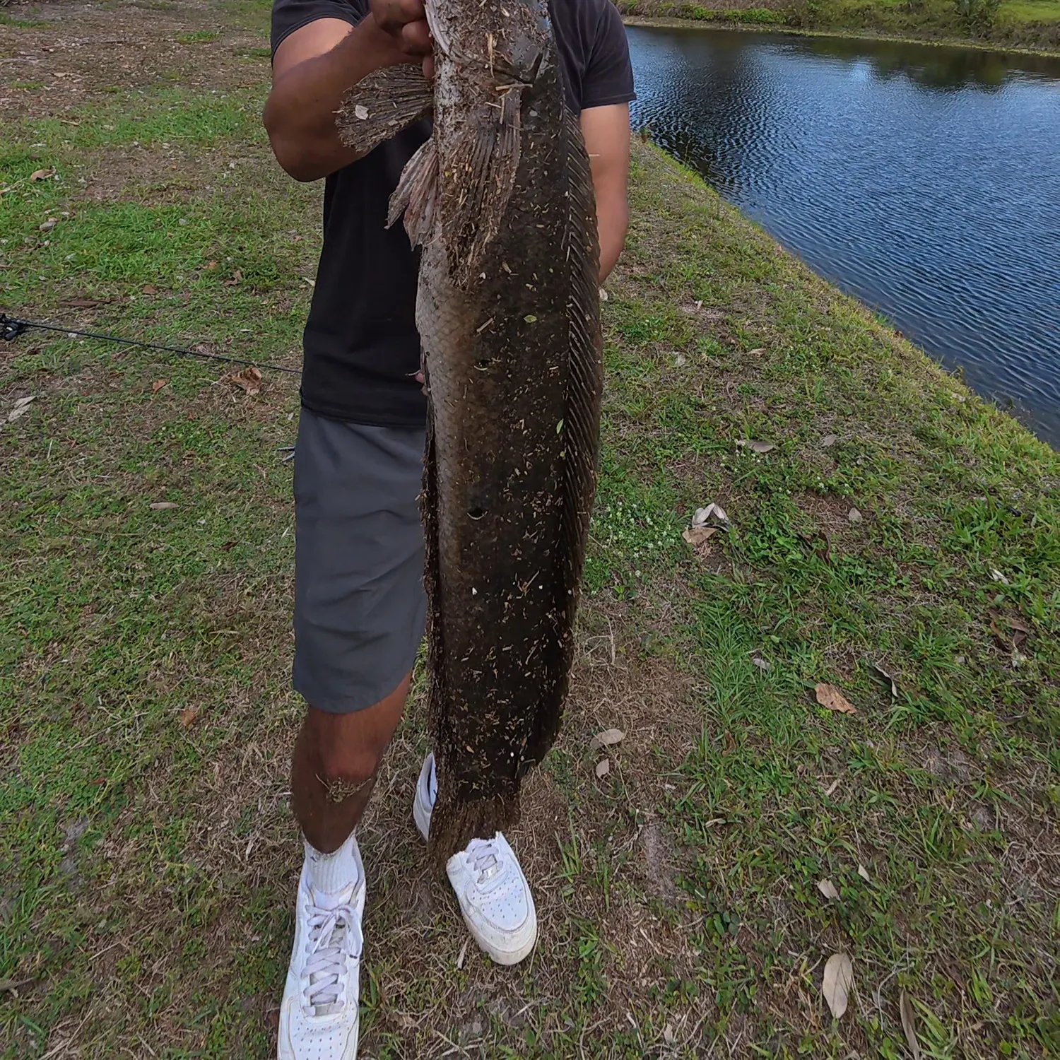 The most recent Bullseye snakehead catches on Fishbrain