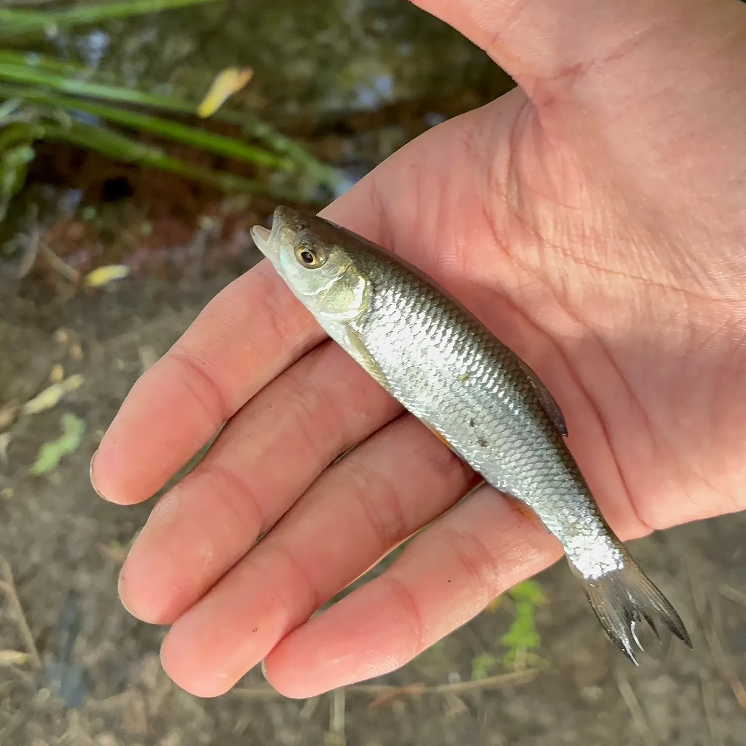 The most recent Common dace catches on Fishbrain