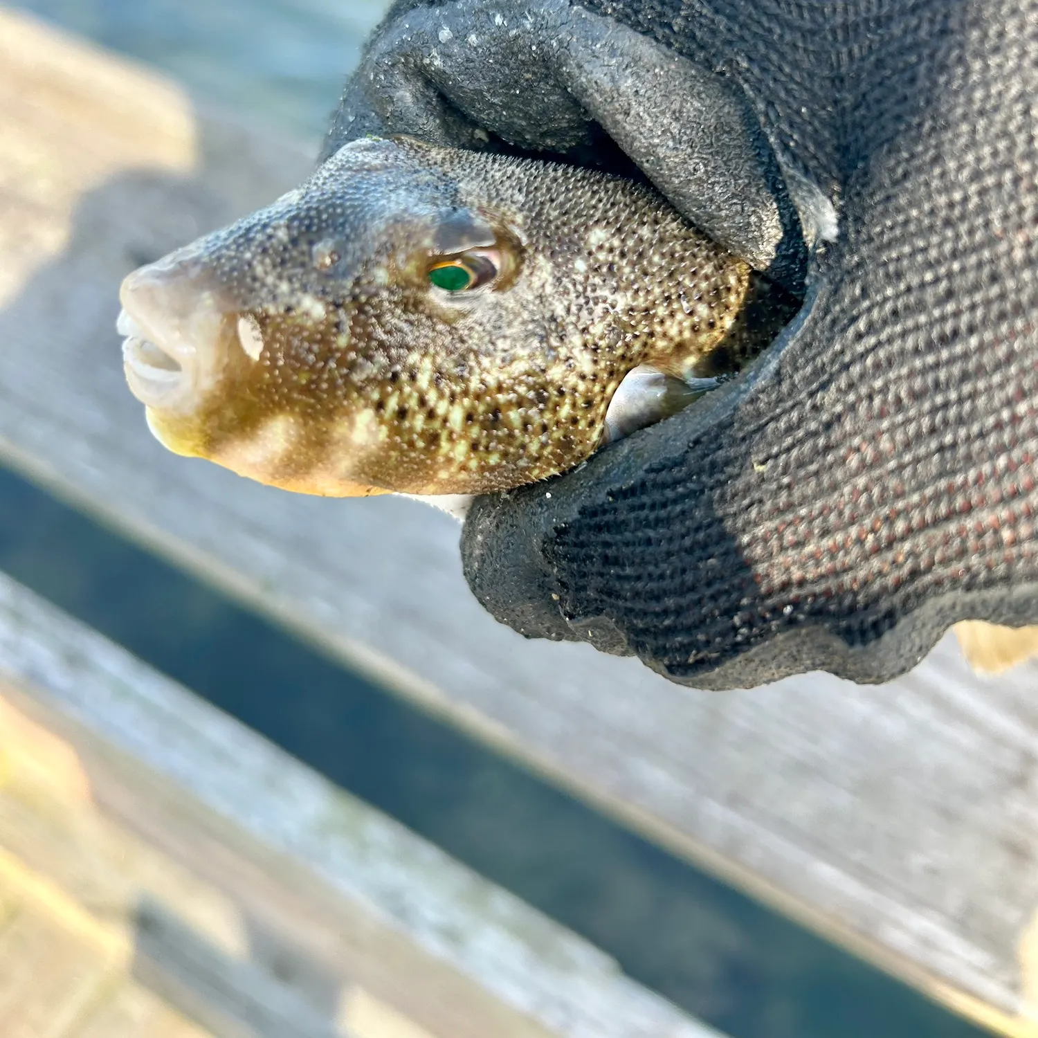 The most recent Northern puffer catches on Fishbrain