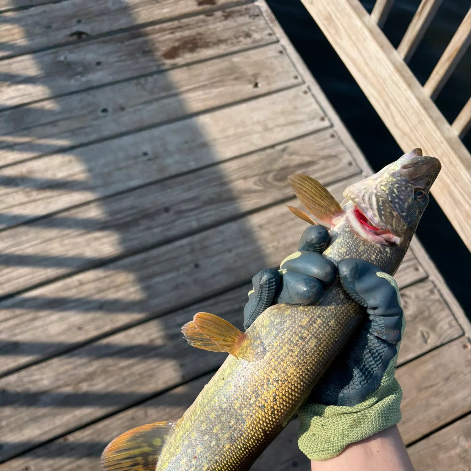 Northern pike caught on Fishbrain