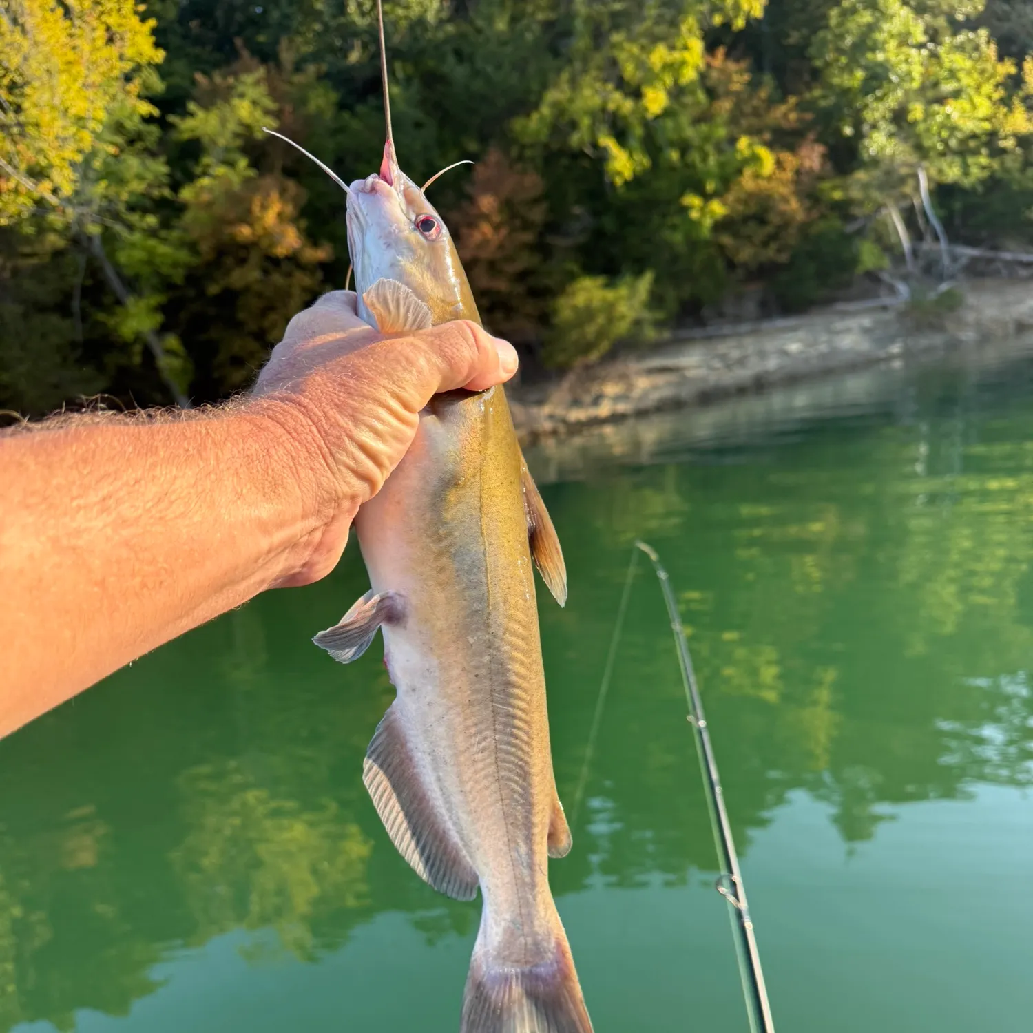 White bullhead caught on Fishbrain