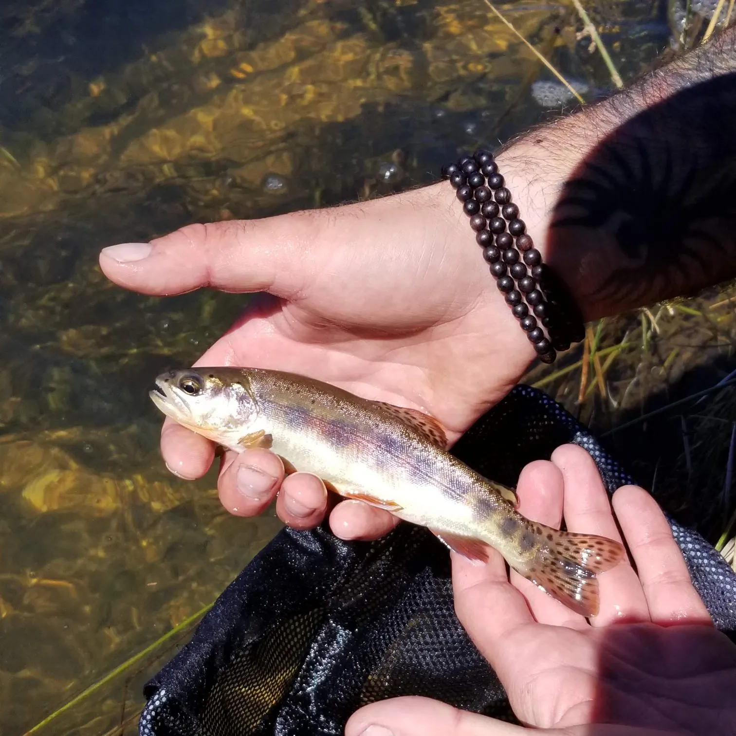 The most recent Little Kern golden trout catches on Fishbrain