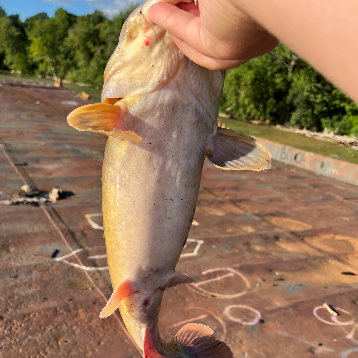 Flathead catfish caught on Fishbrain
