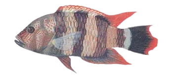 Tripletail wrasse