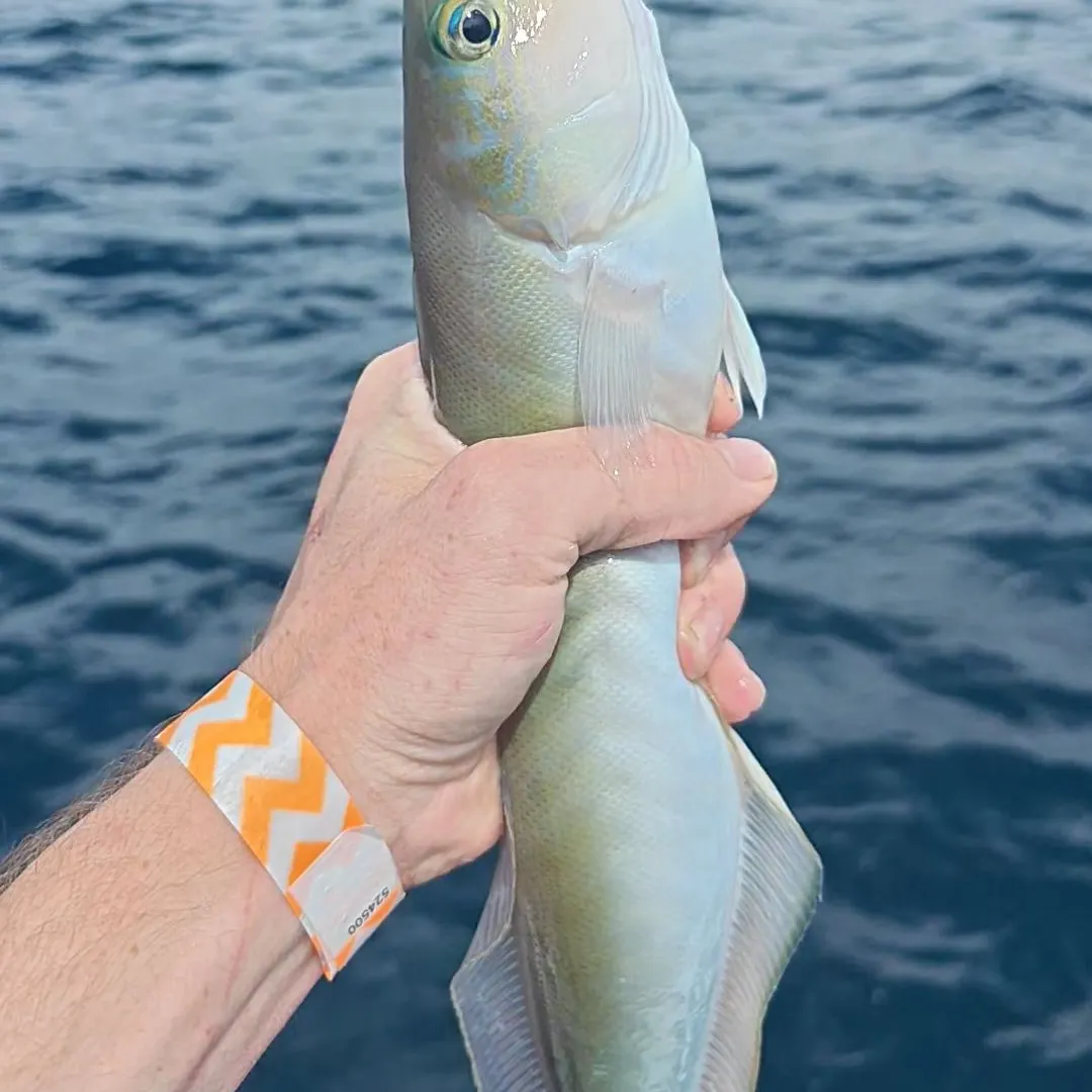 The most recent Sand tilefish catches on Fishbrain