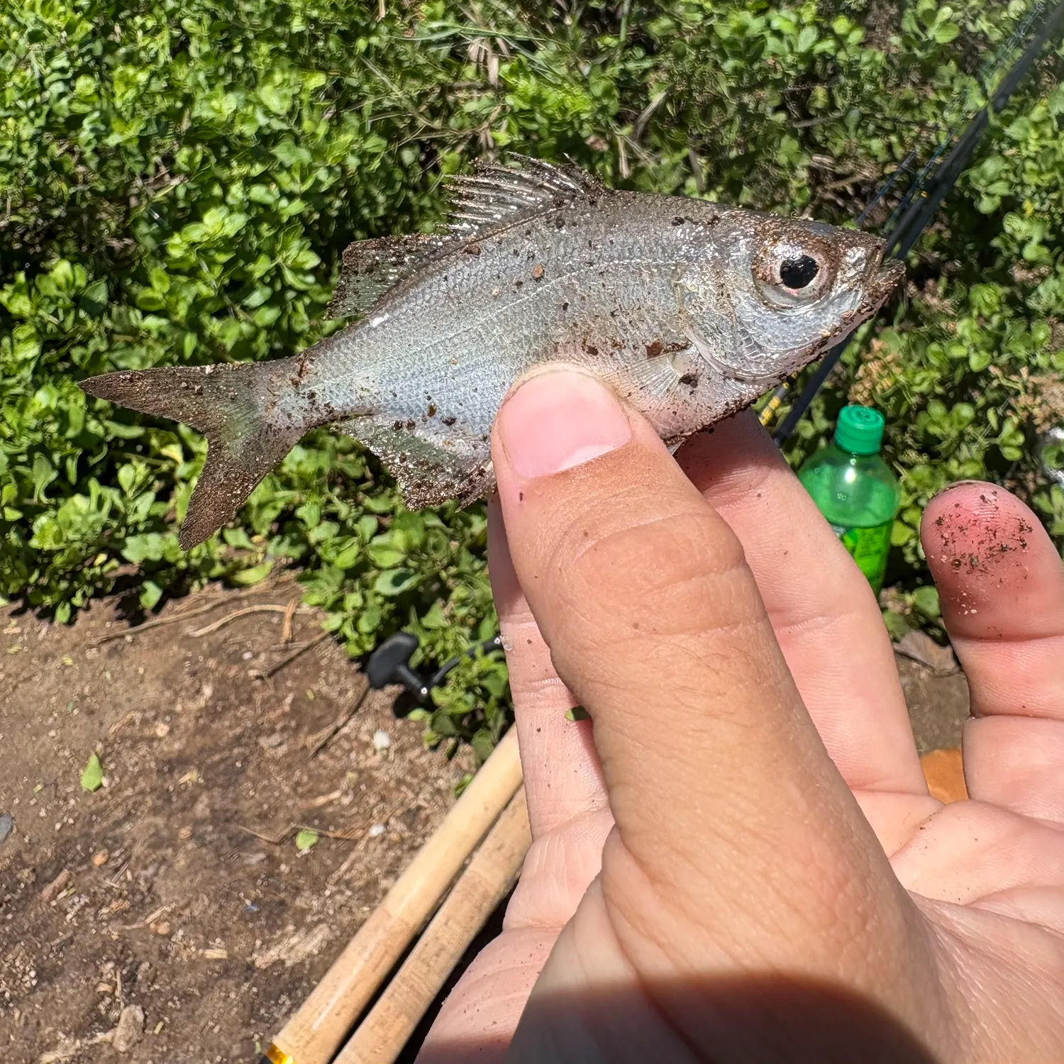 The most recent Hawaiian flagtail catches on Fishbrain