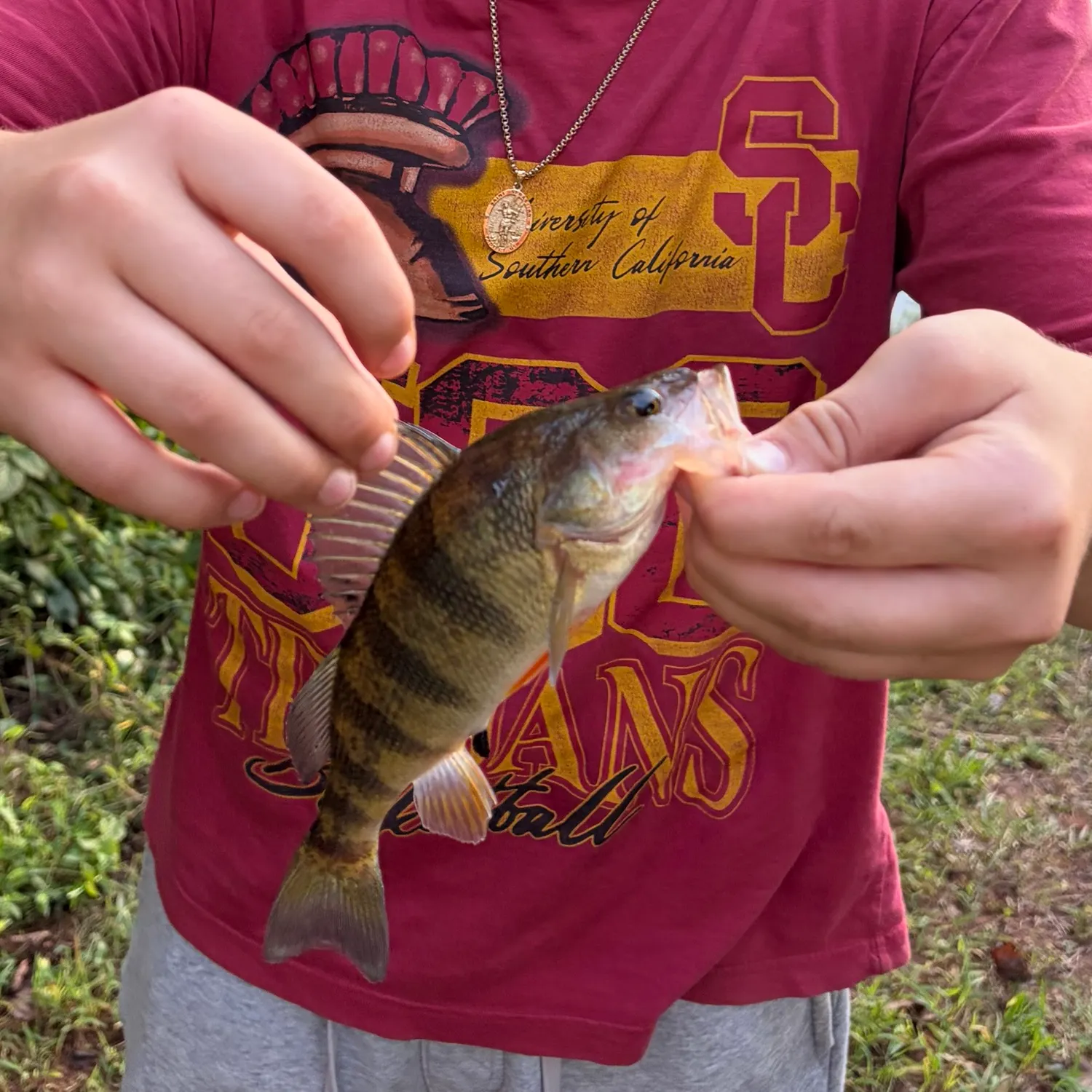 Yellow perch caught on Fishbrain