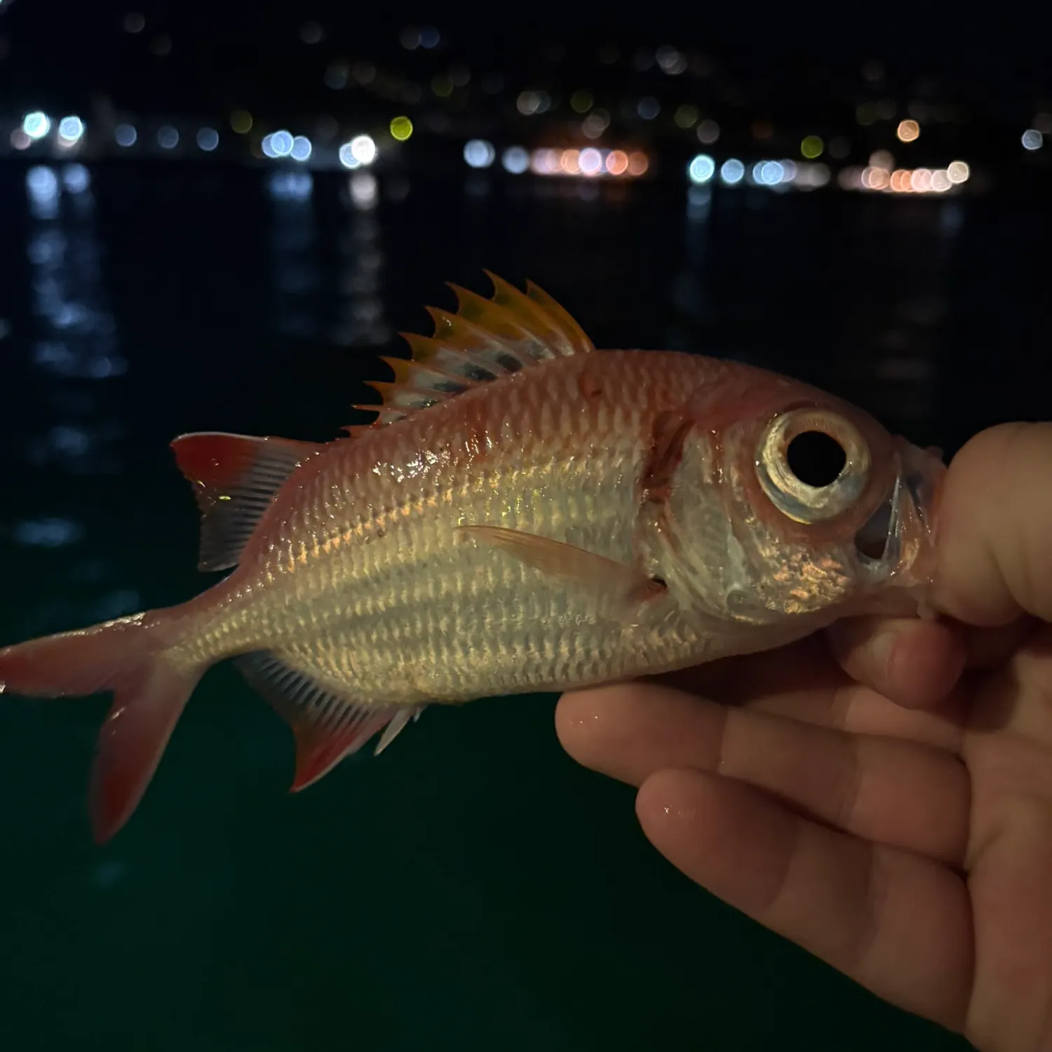 The most recent Blotcheye soldierfish catches on Fishbrain