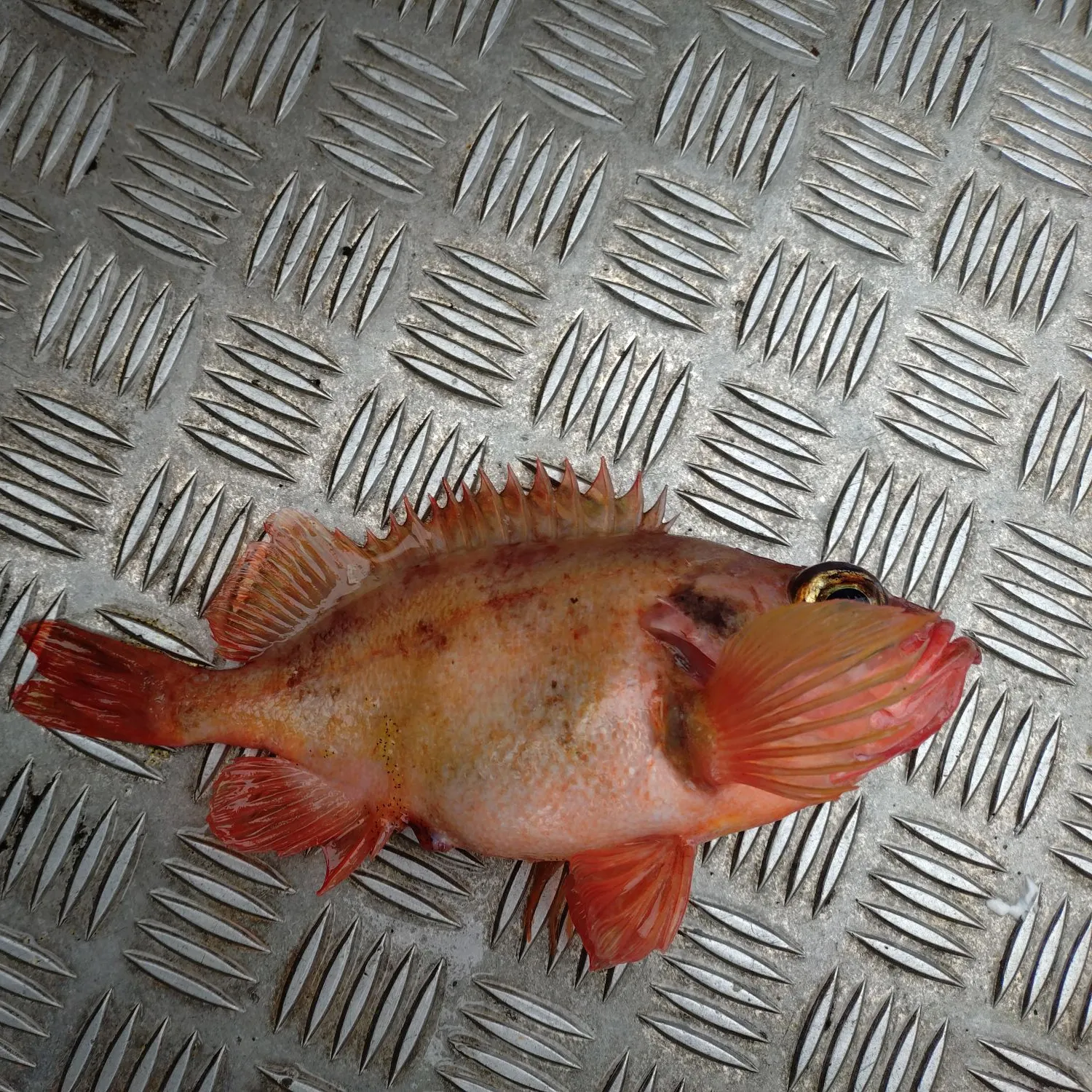 The most recent Norway redfish catches on Fishbrain