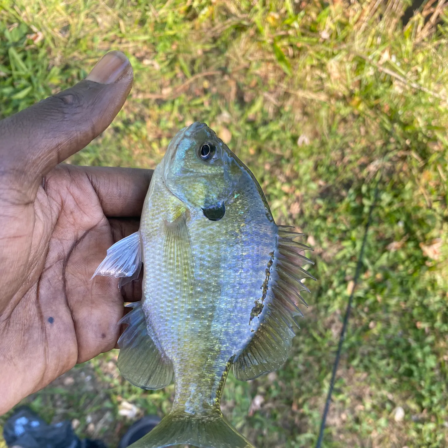 Bluegill caught on Fishbrain