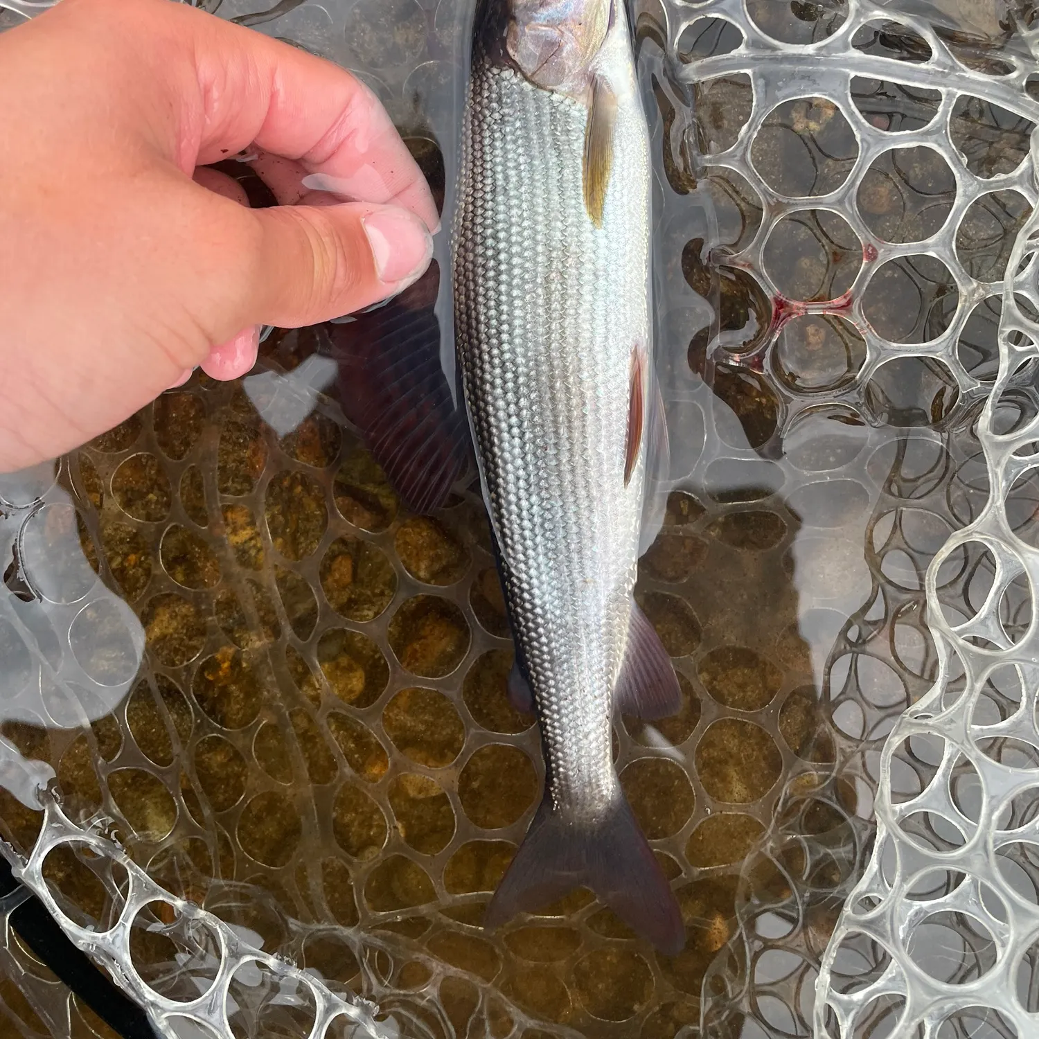 European grayling caught on Fishbrain