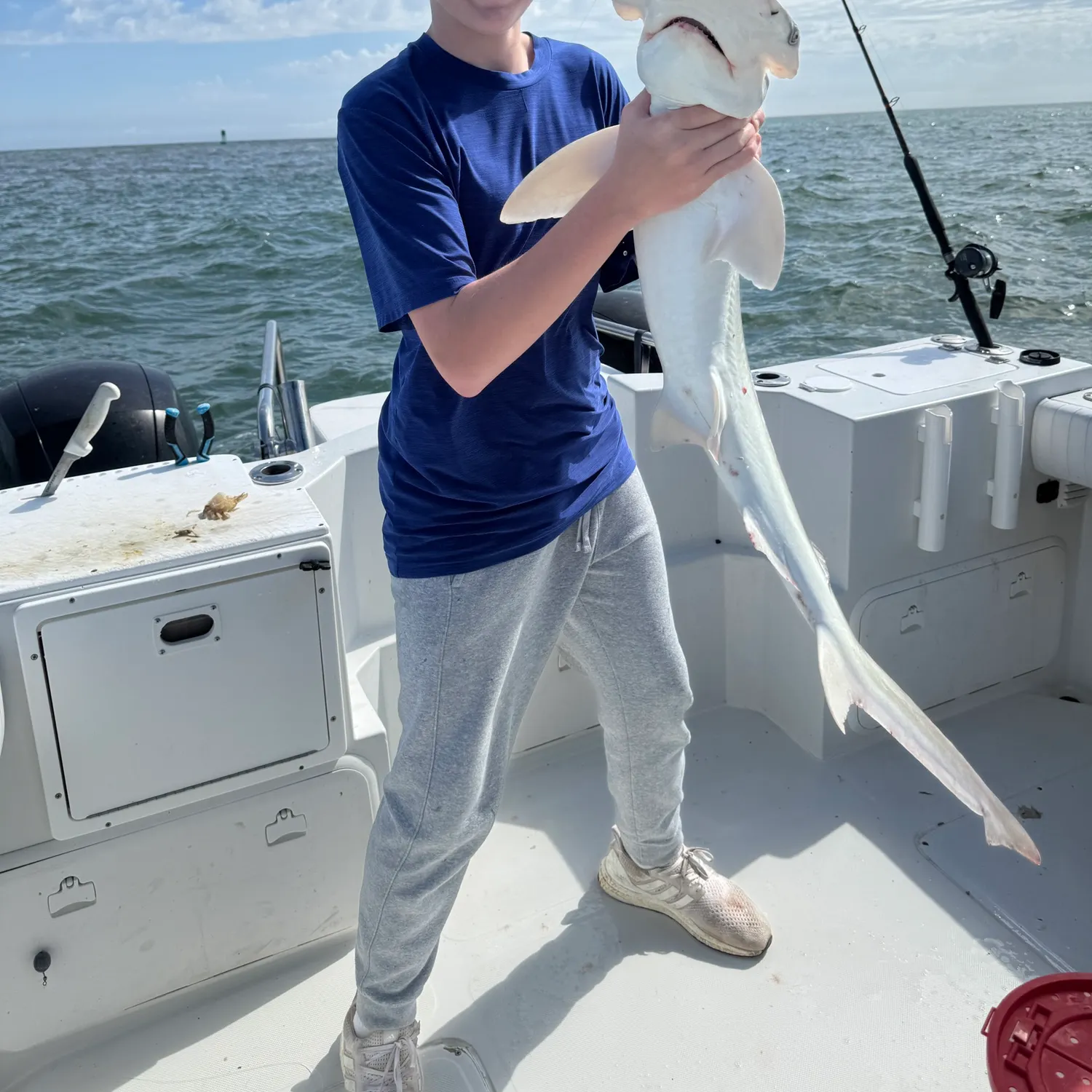 The most recent Bonnethead shark catches on Fishbrain