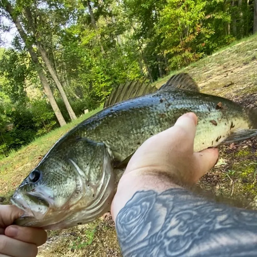 Largemouth bass caught on Fishbrain