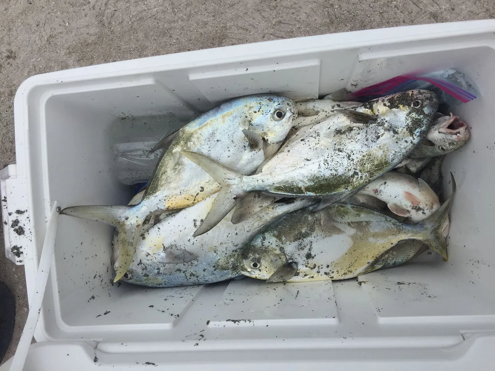 Post image from fcoryell