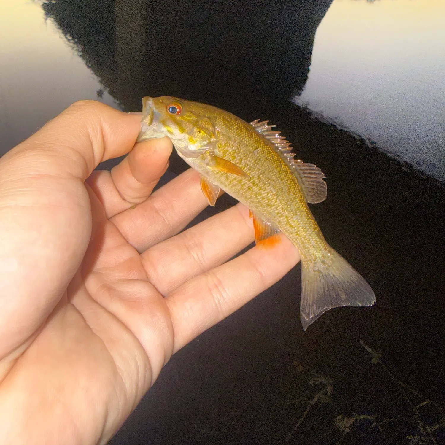 Smallmouth bass caught on Fishbrain