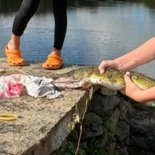 Chain pickerel caught on Fishbrain