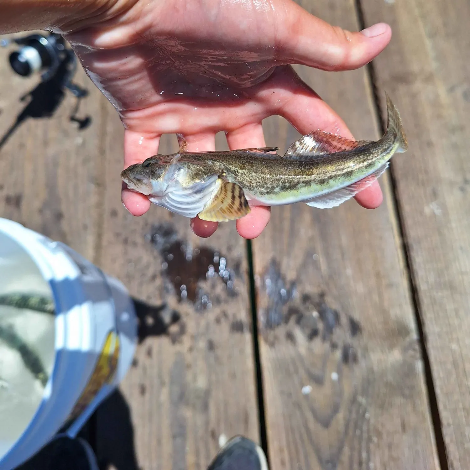 The most recent Pacific staghorn sculpin catches on Fishbrain