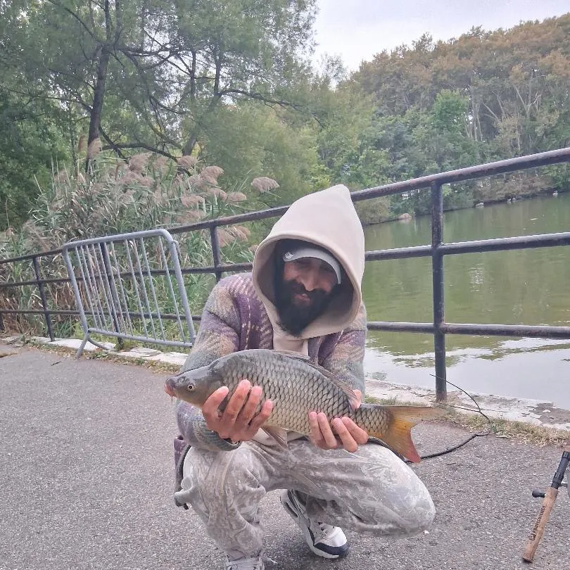 Common carp caught on Fishbrain