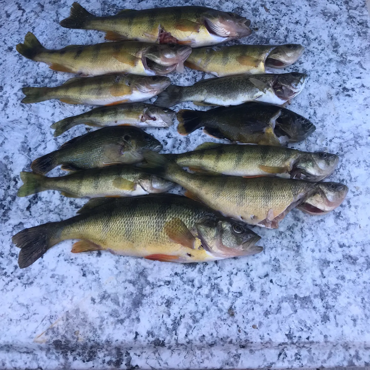 recently logged catches