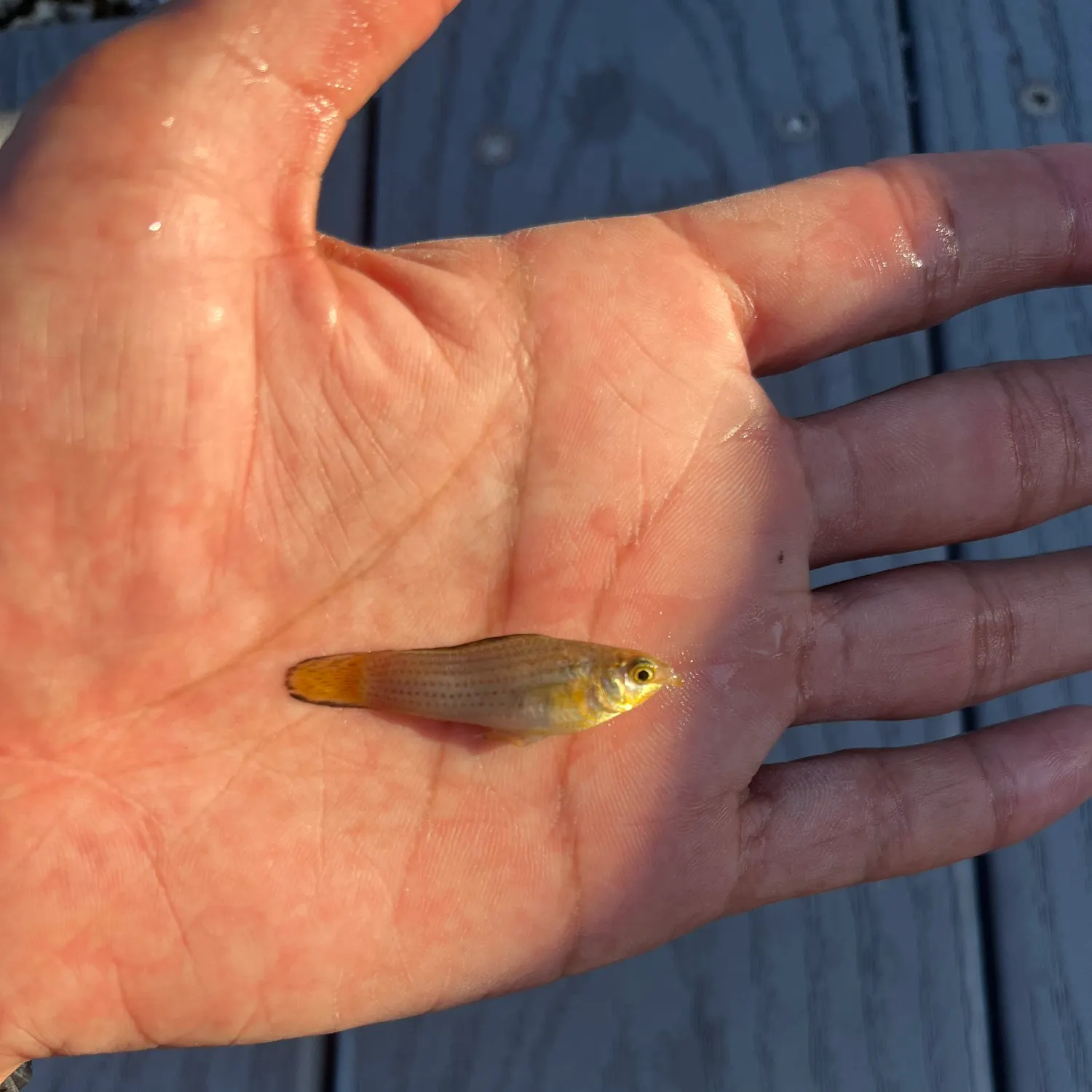 The most recent Sailfin Molly catches on Fishbrain