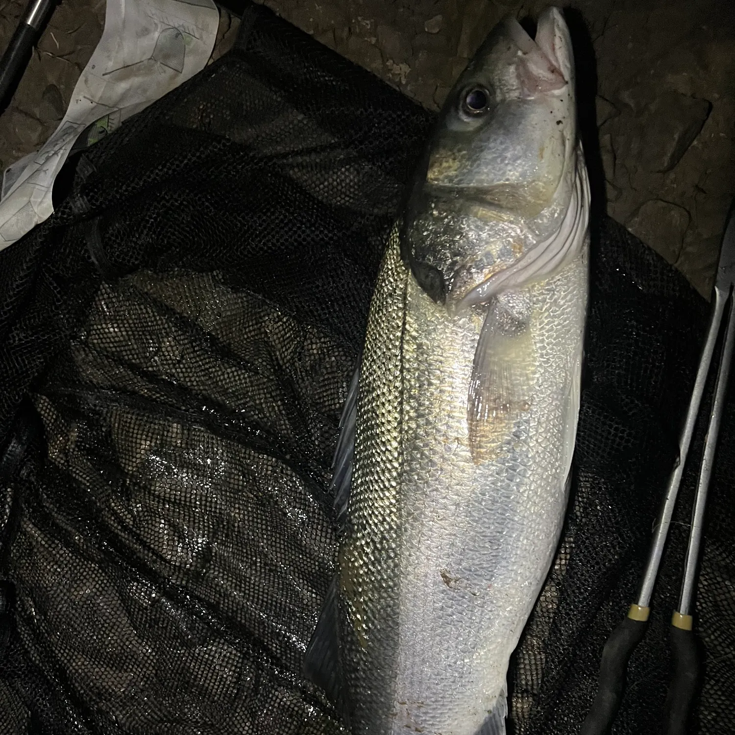 European seabass caught on Fishbrain