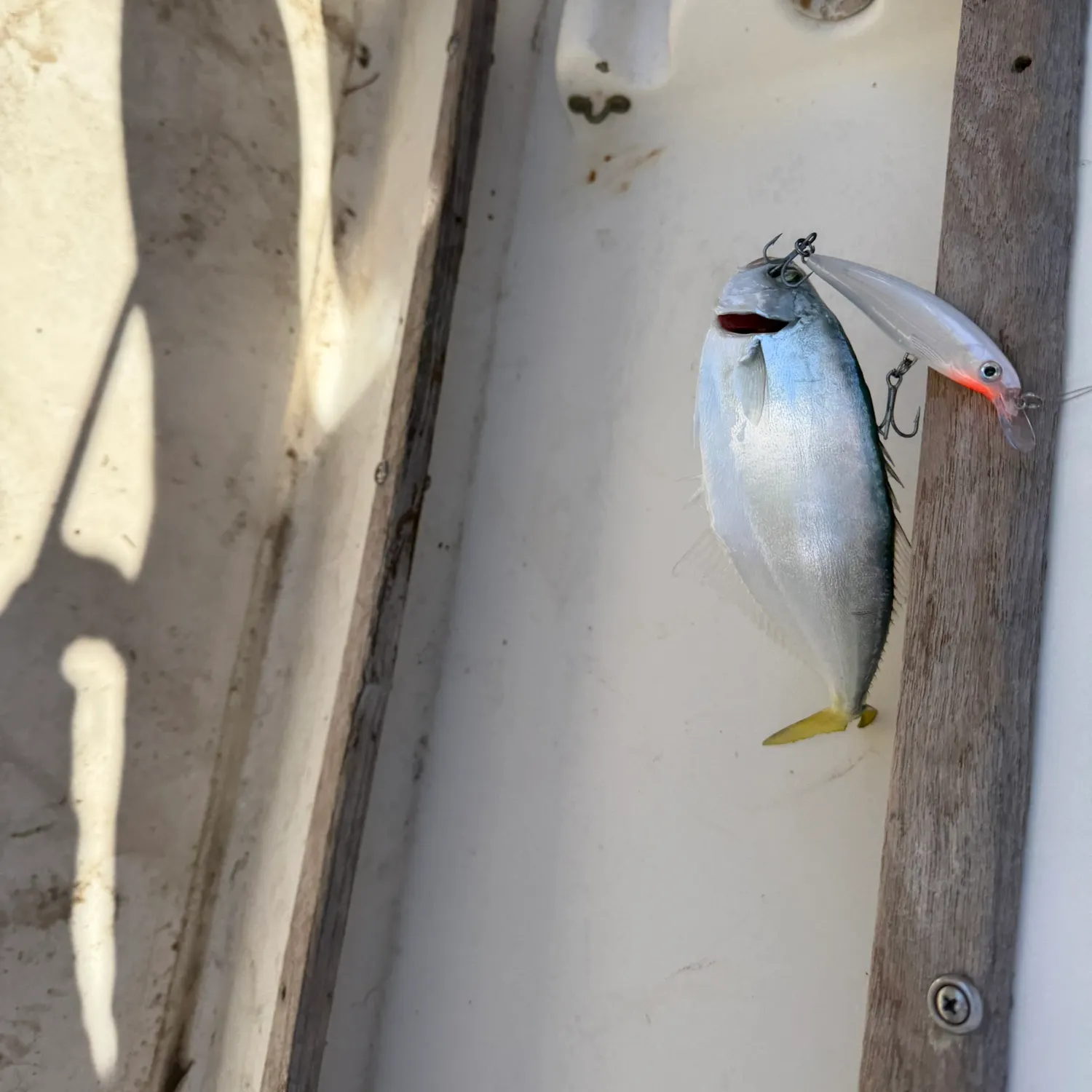 The most recent Leatherjack catches on Fishbrain