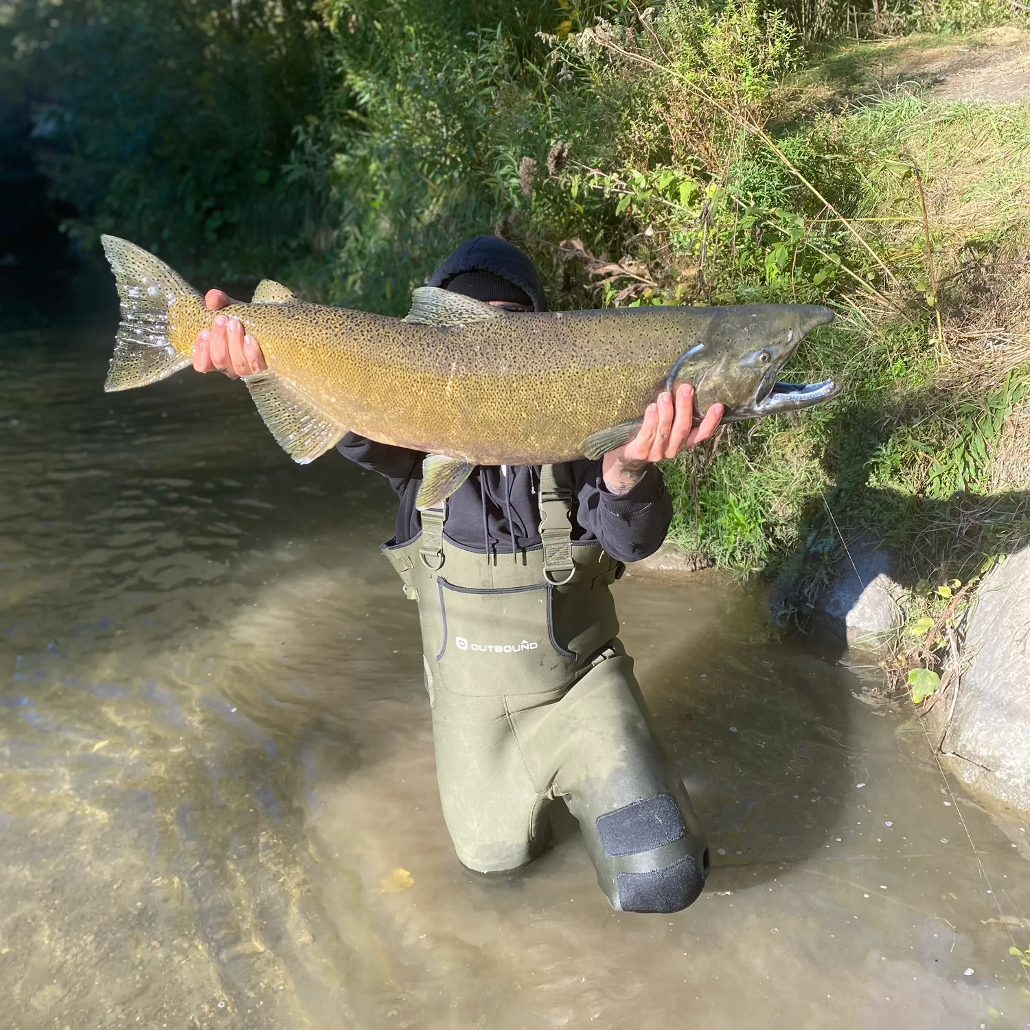 Chinook salmon caught on Fishbrain