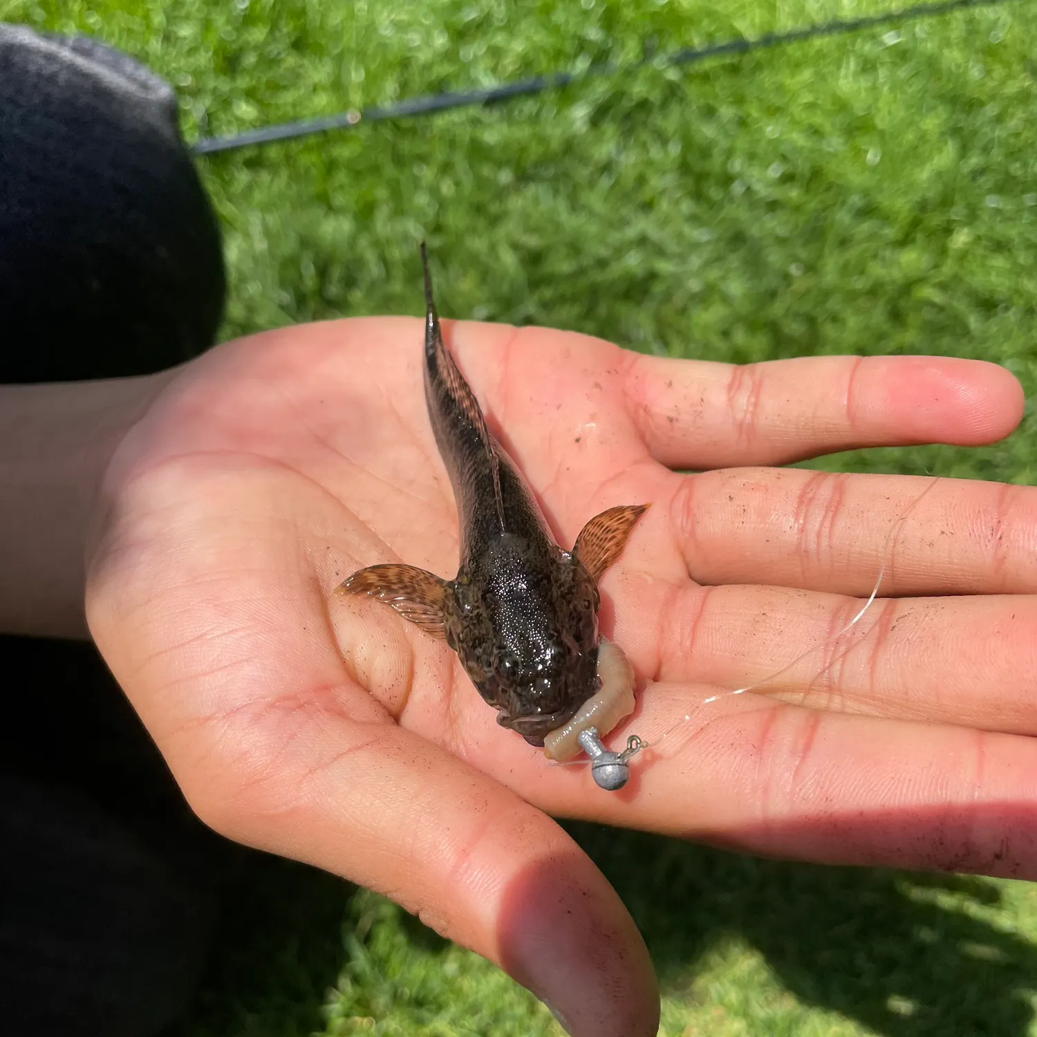 The most recent Granulated catfish catches on Fishbrain