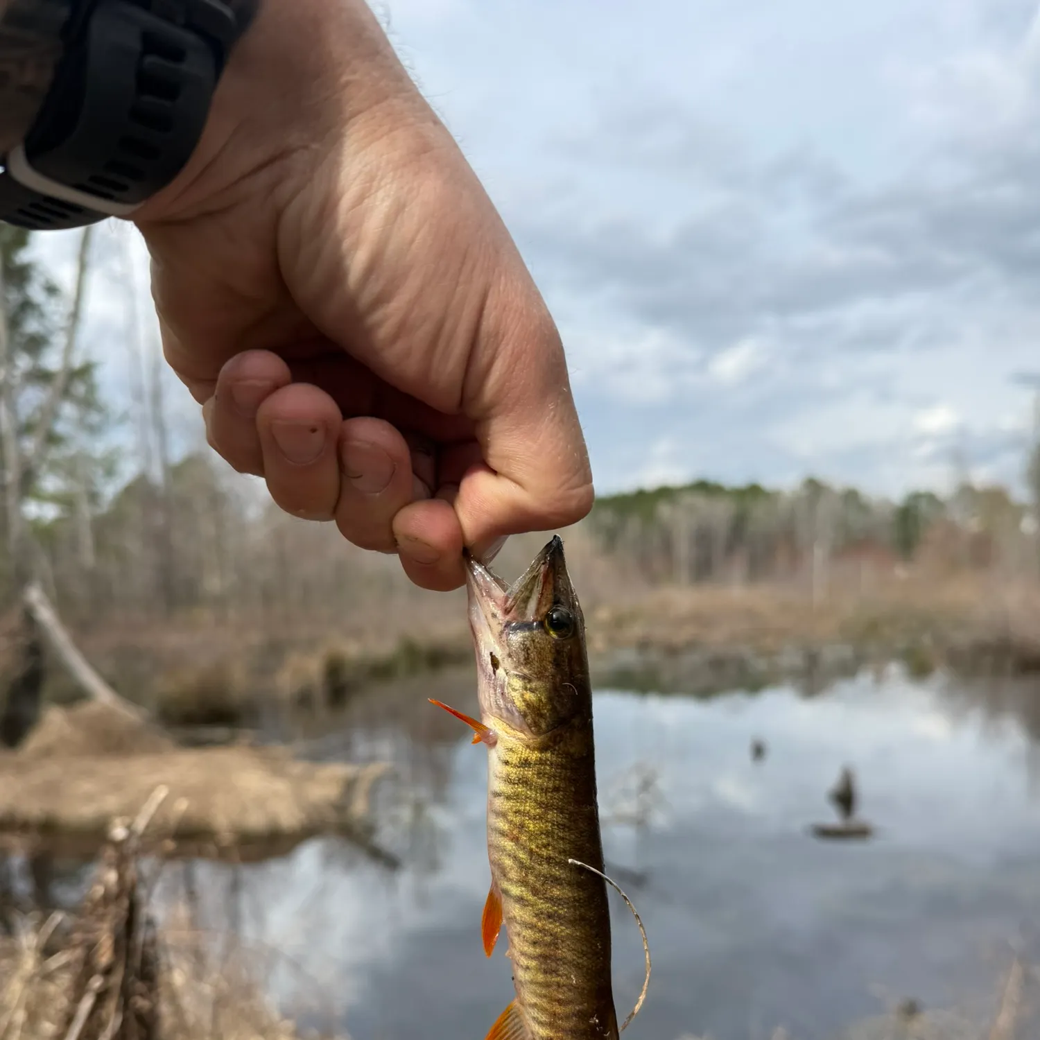The most recent Redfin pickerel catches on Fishbrain