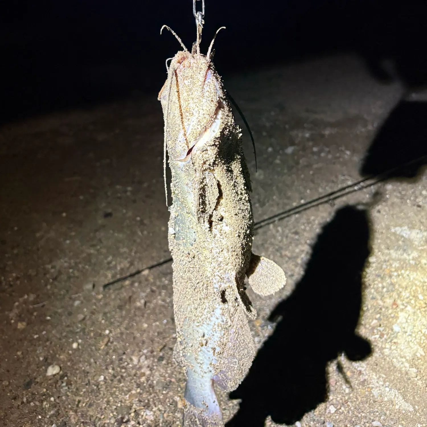 Channel catfish caught on Fishbrain