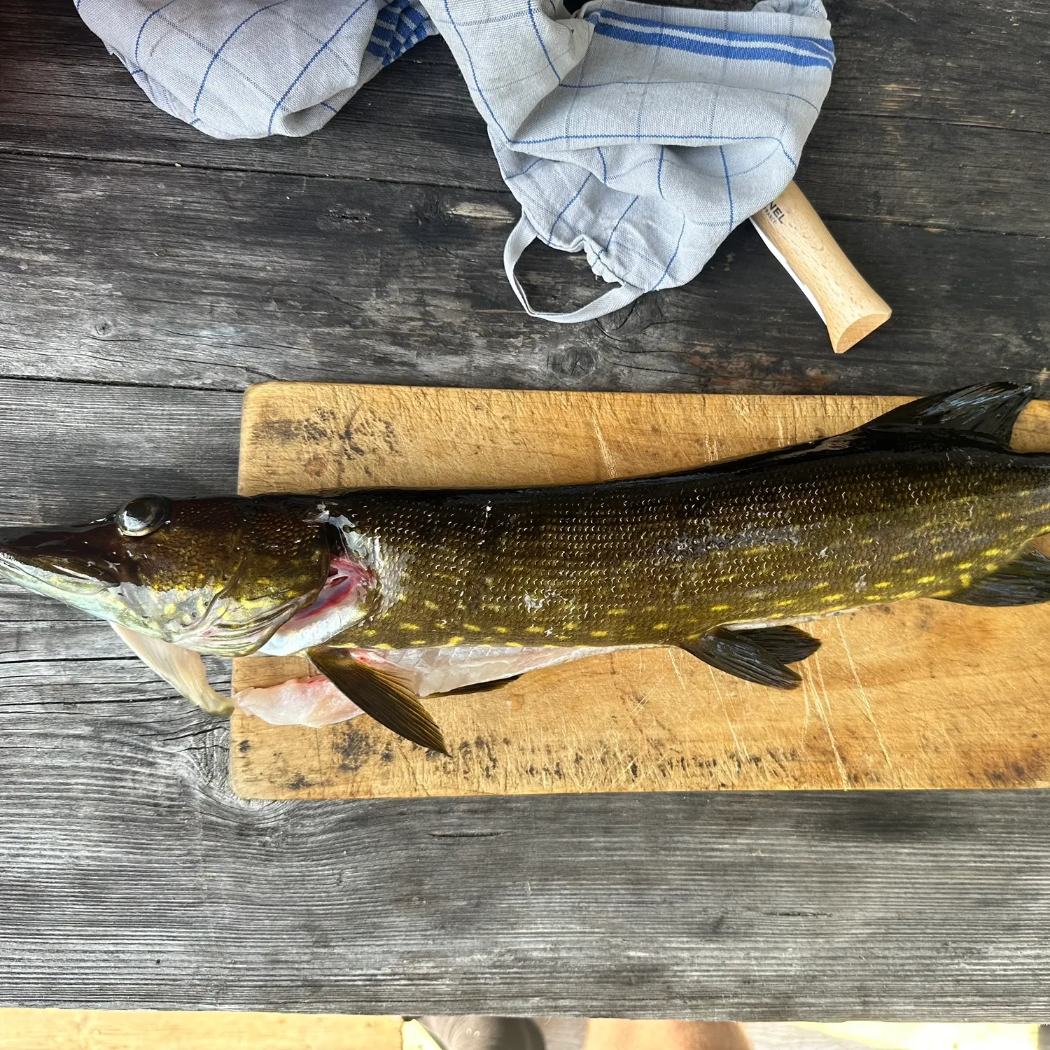 recently logged catches