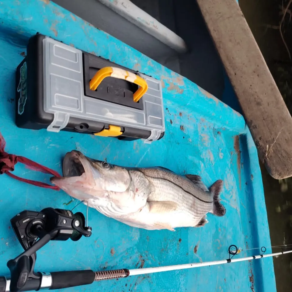 The most recent White snook catches on Fishbrain