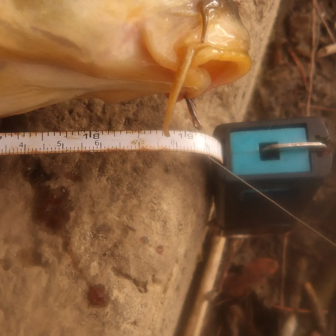 Common carp caught on Fishbrain