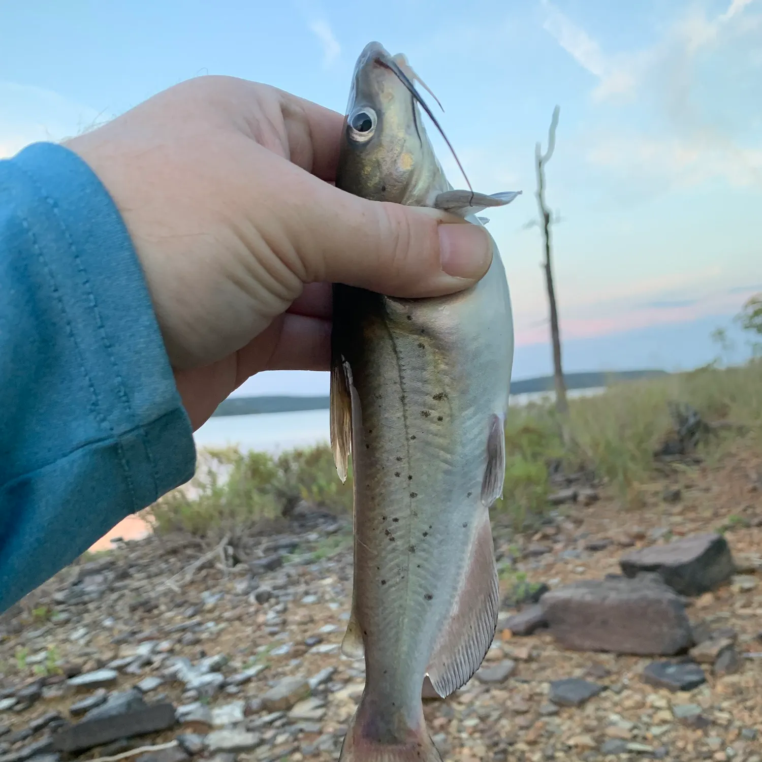 Channel catfish caught on Fishbrain