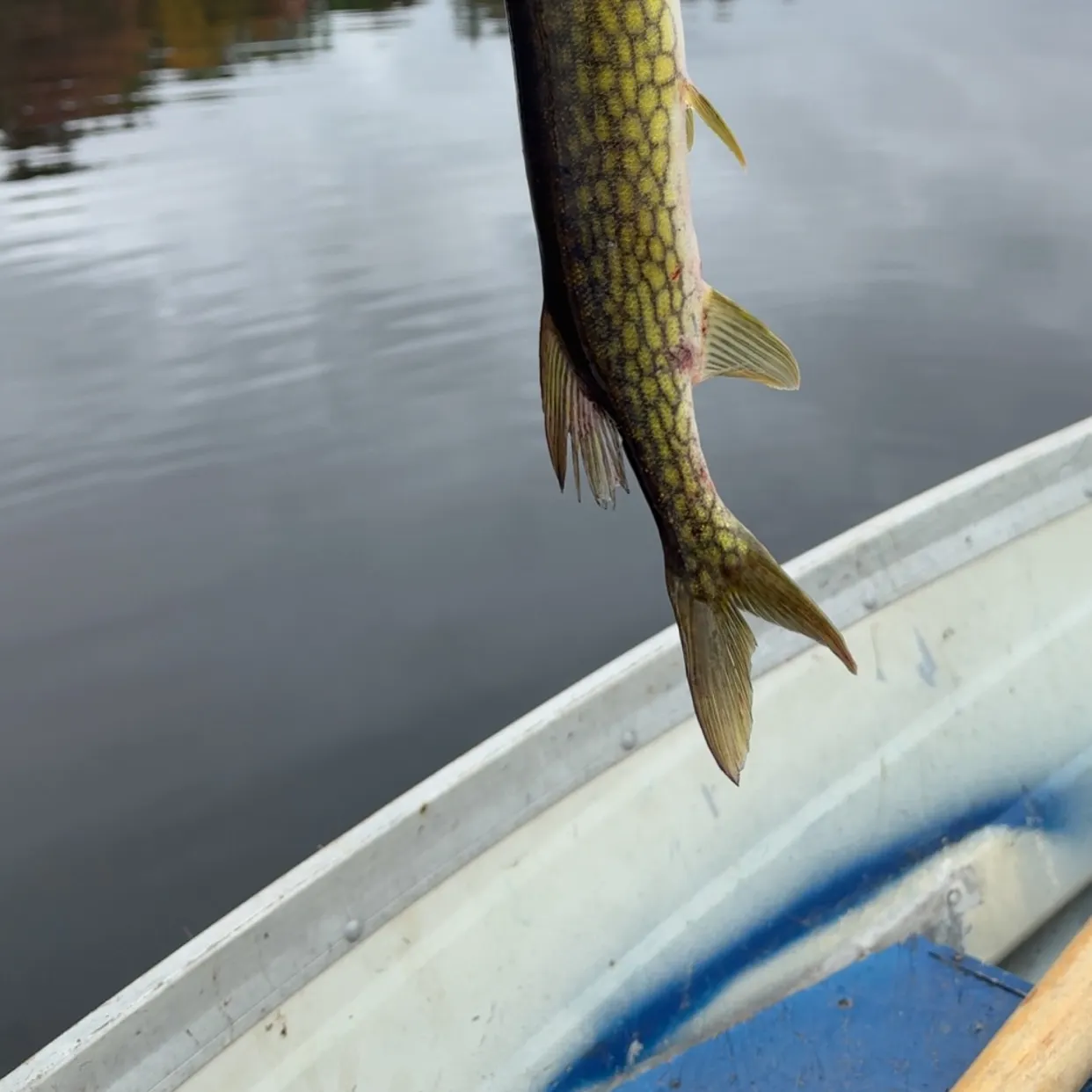 Chain pickerel caught on Fishbrain