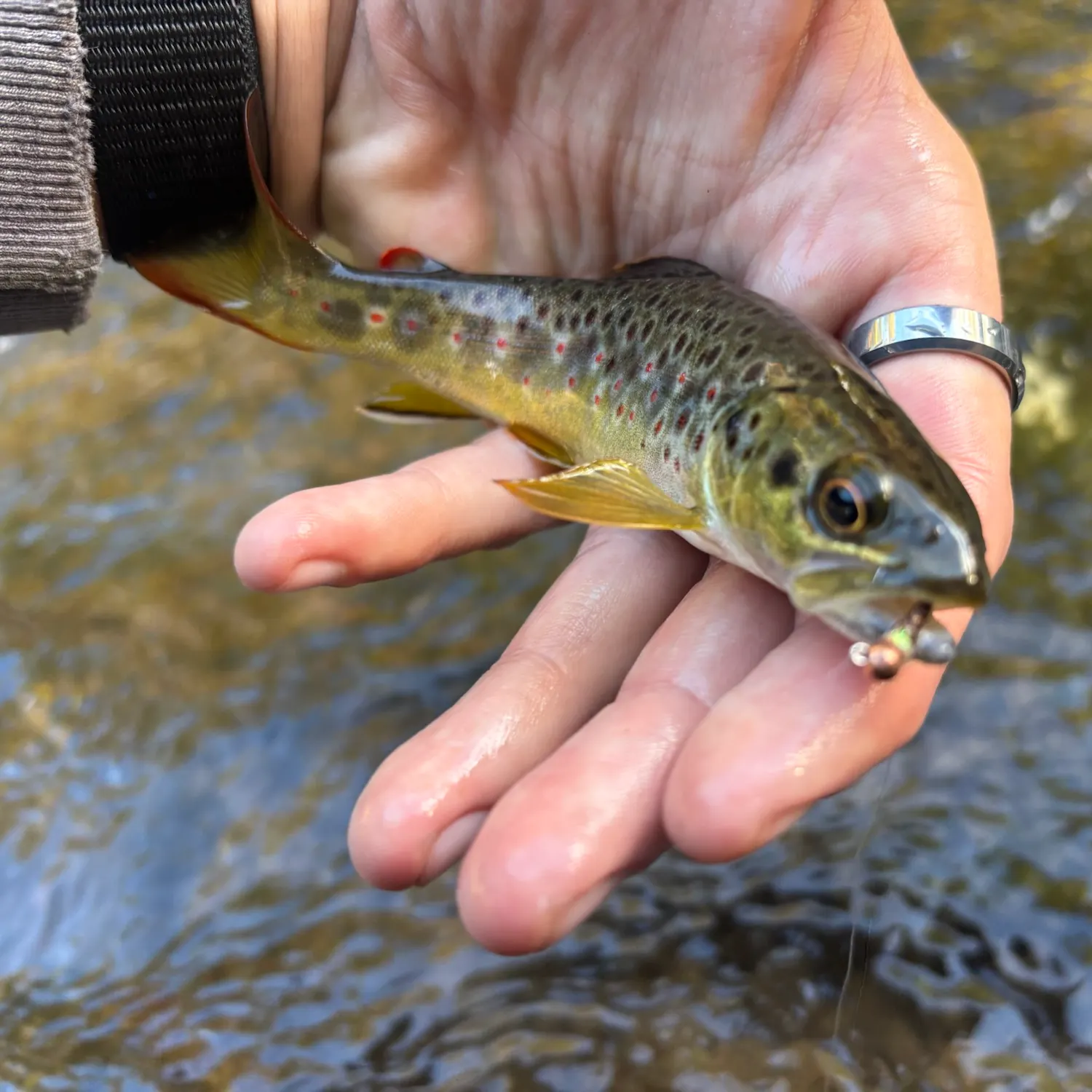 Brown trout caught on Fishbrain