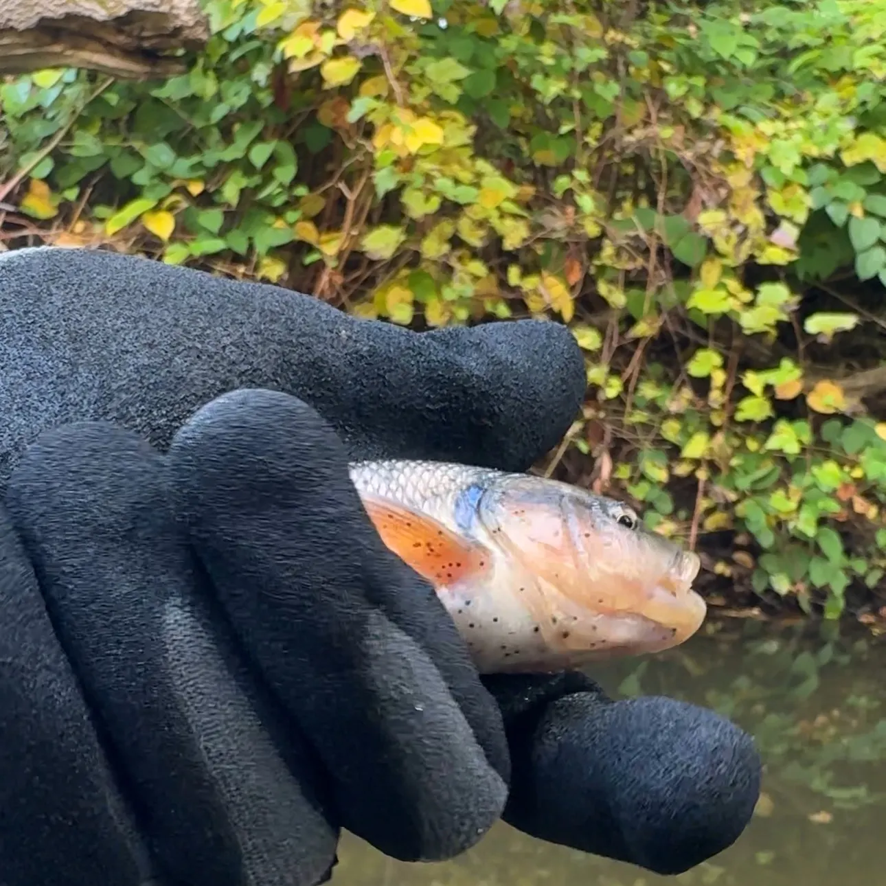 Hornyhead chub caught on Fishbrain