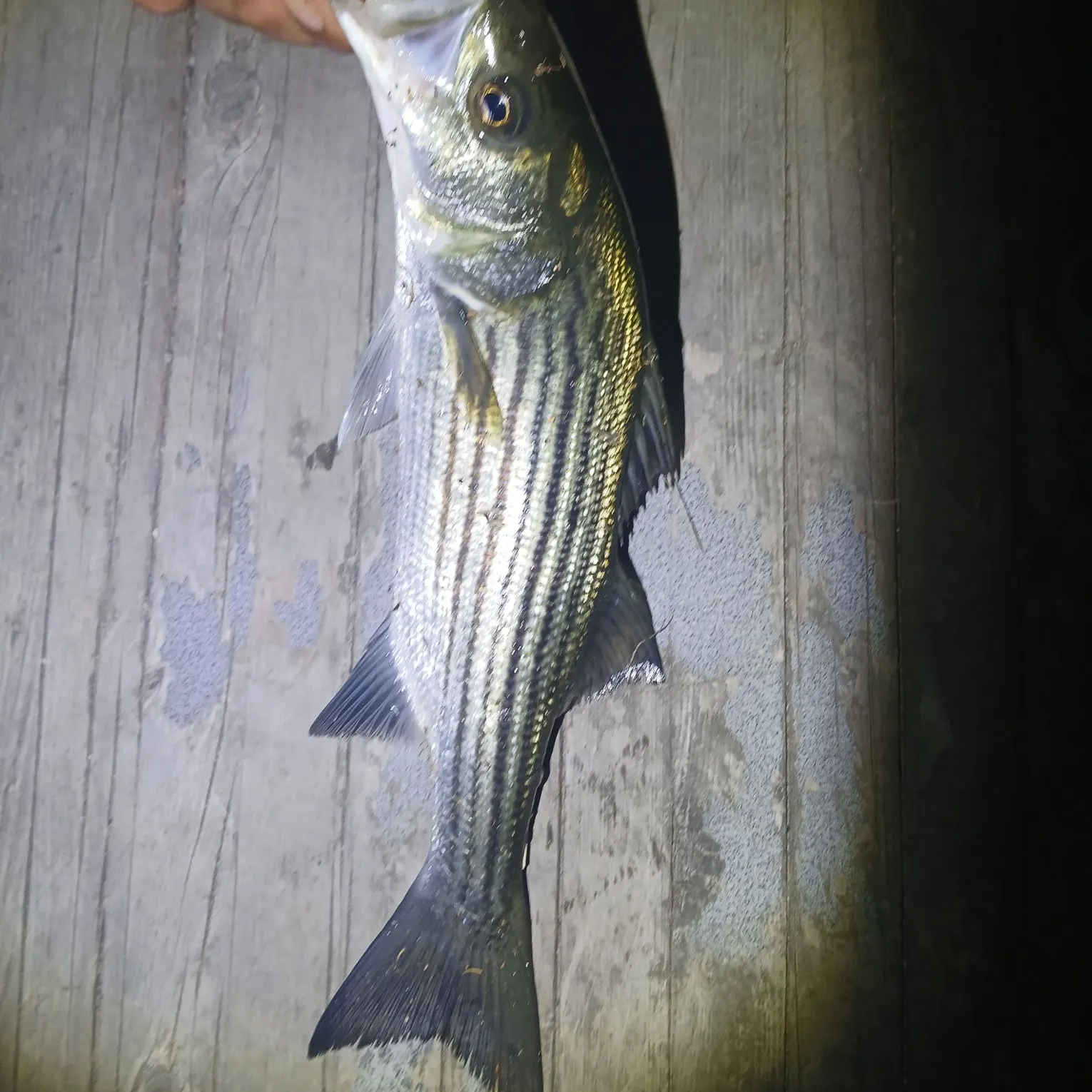 Striped bass caught on Fishbrain