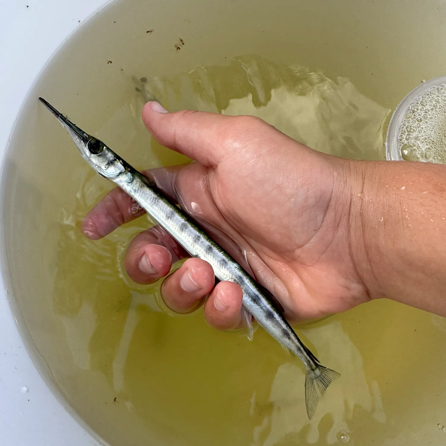 The most recent Flat needlefish catches on Fishbrain