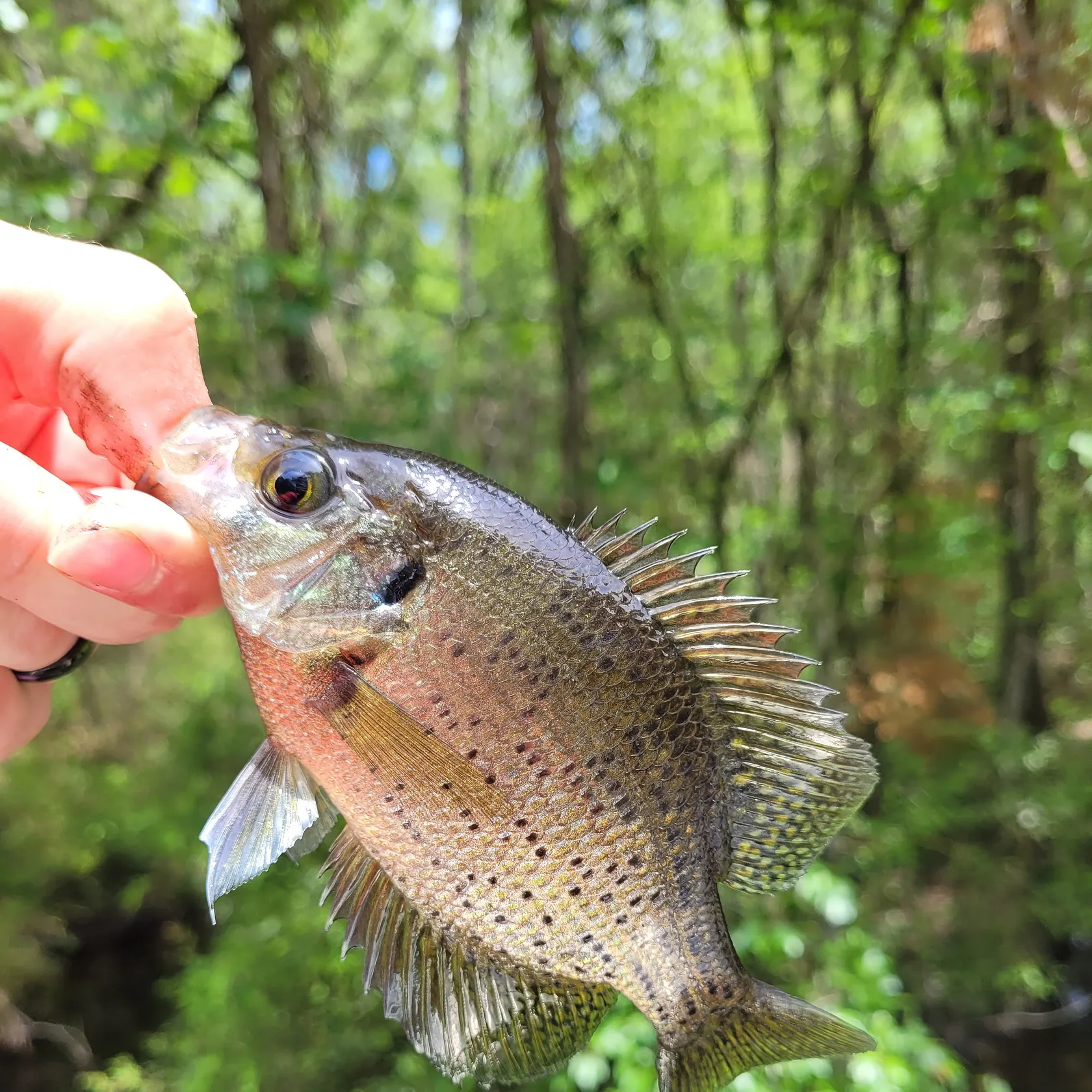 most liked catch image