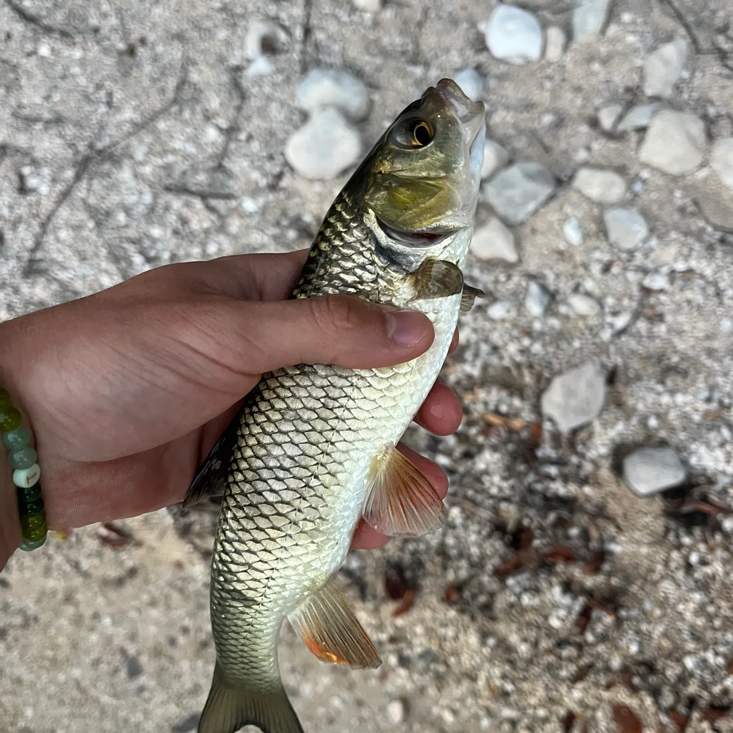 European chub caught on Fishbrain