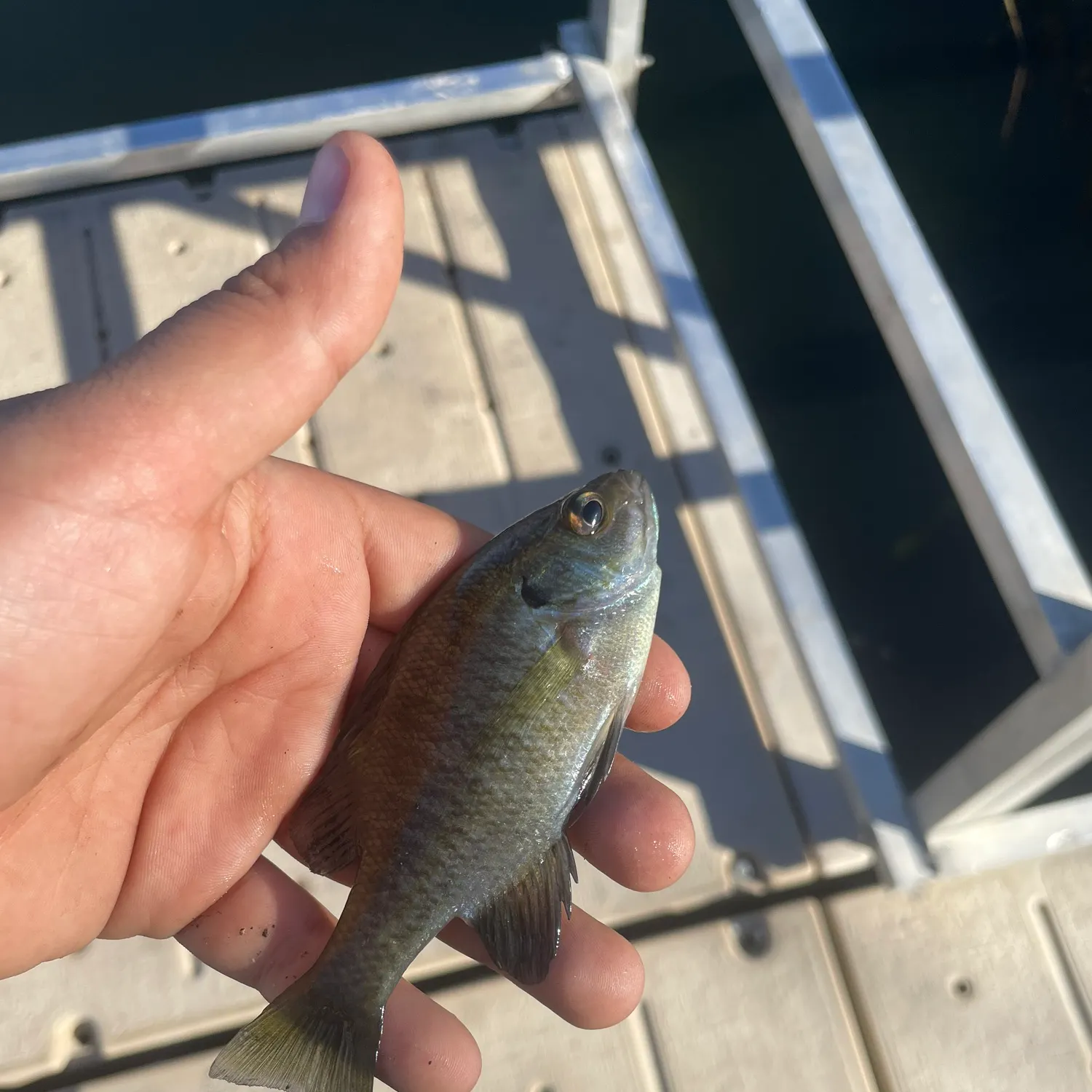 Bluegill caught on Fishbrain