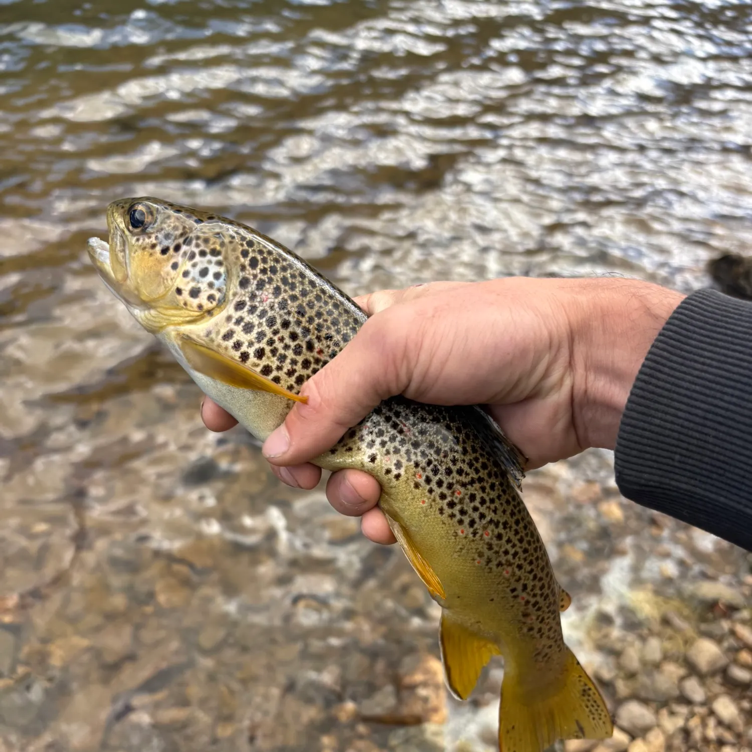 Brown trout caught on Fishbrain
