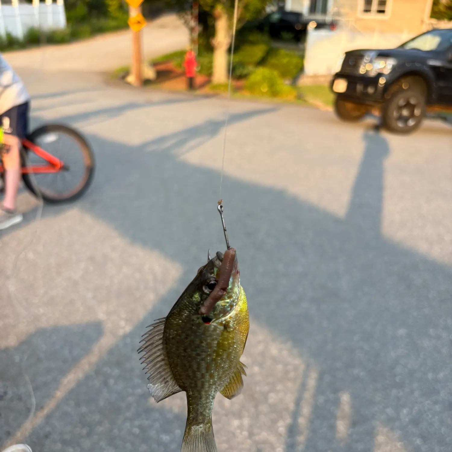 Pumpkinseed caught on Fishbrain