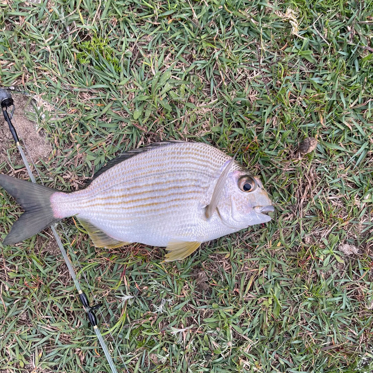 Goldlined seabream caught on Fishbrain