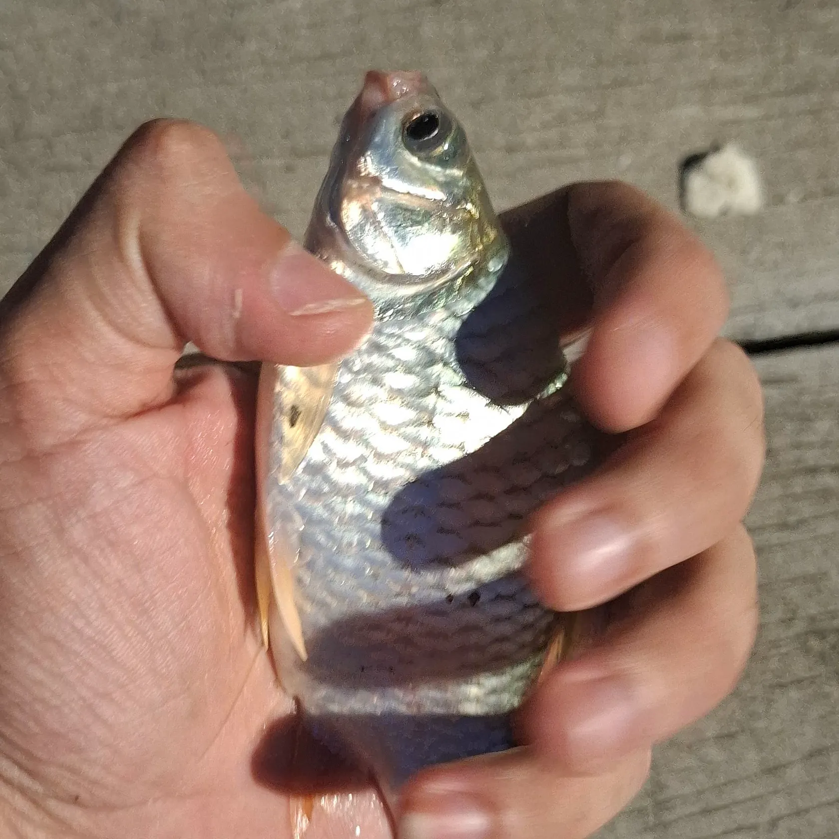 most liked catch image