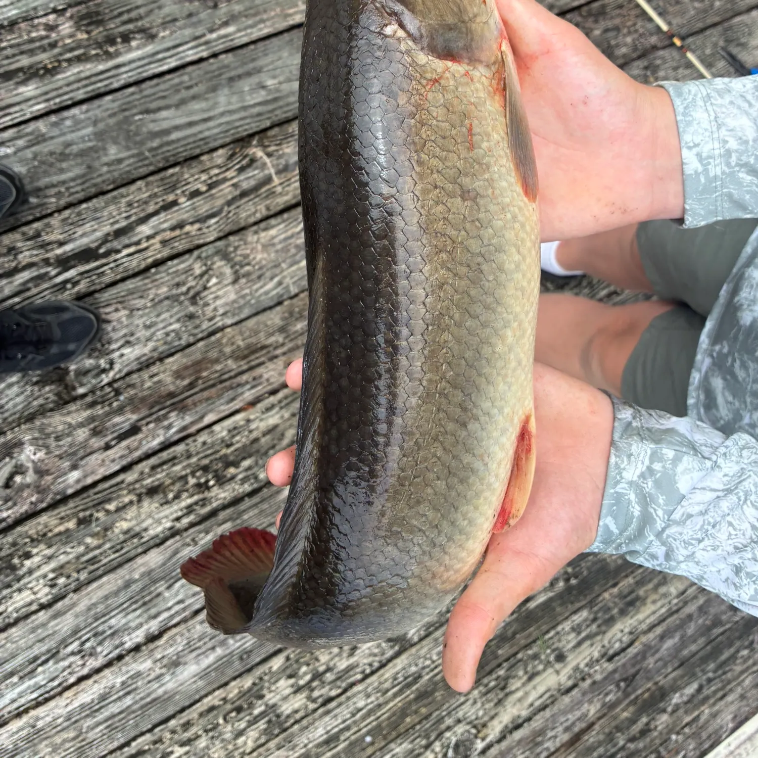 The most recent Ruddy bowfin catches on Fishbrain